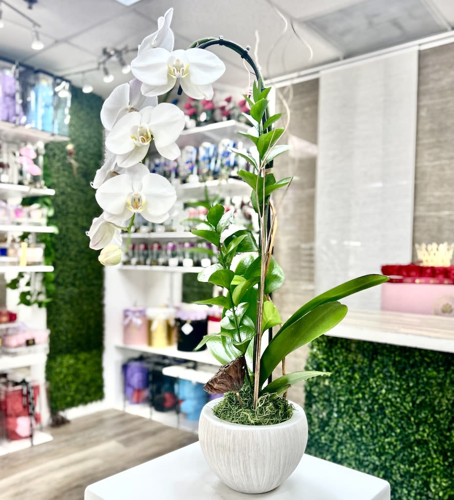 Tall white phalaenopsis orchid plant in a round white pot on a counter in a flower shop
