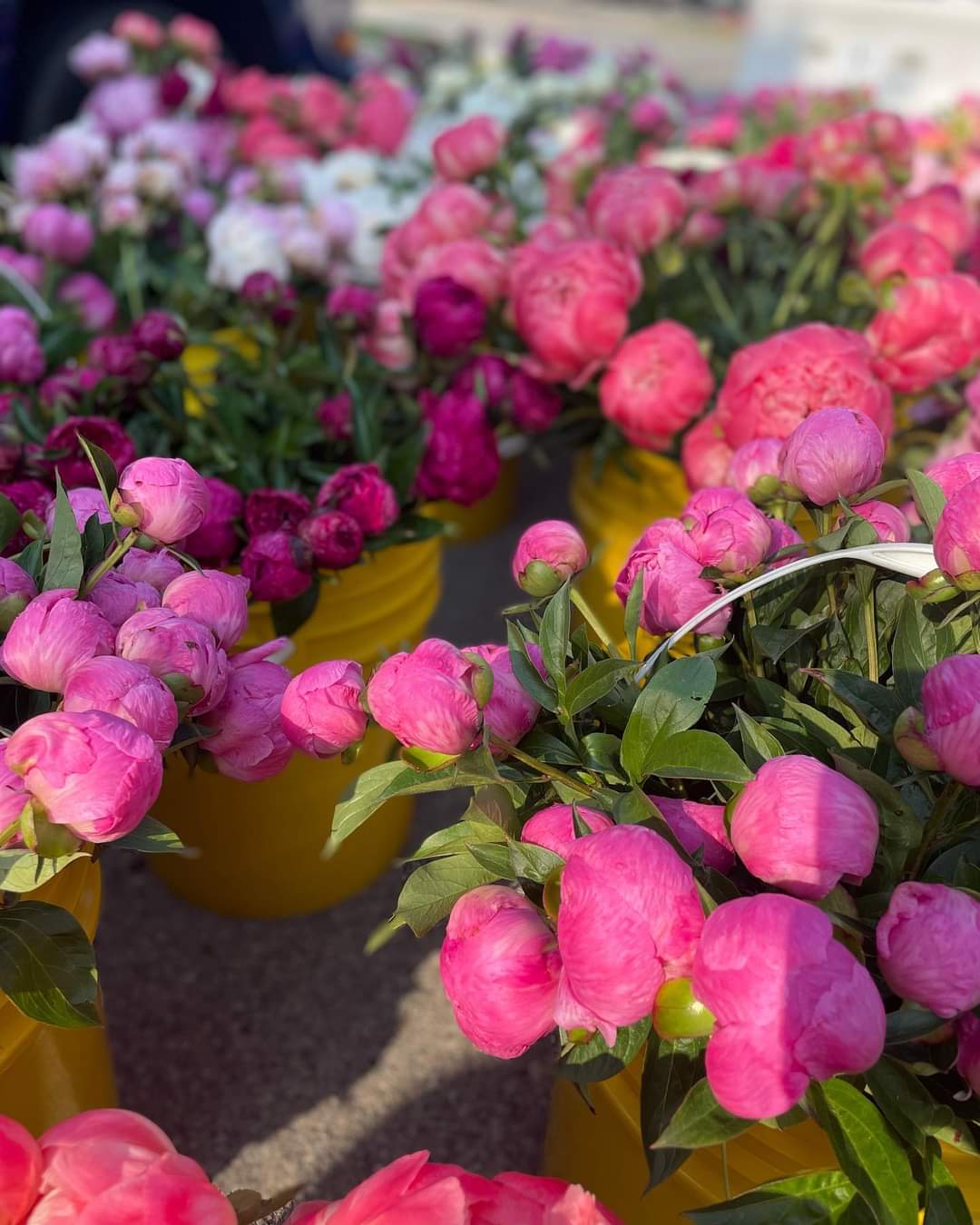 DIY Bulk Peonies - Peony lovers! Get peonies by the bundle for a DIY experience! Right now we have pink peony stem varieties going in bulk, 25 for $95! Imagine all the beautiful blooms throughout your home!  **White variety not included.