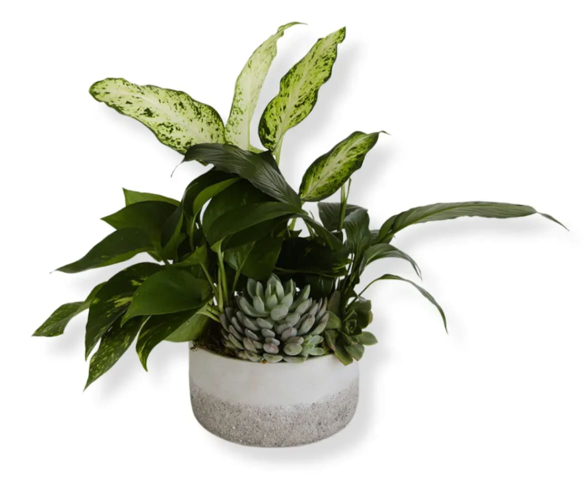 Potted arrangement of green houseplants and succulents in a white planter