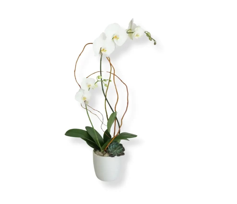 White orchid plant in a white pot with a small succulent