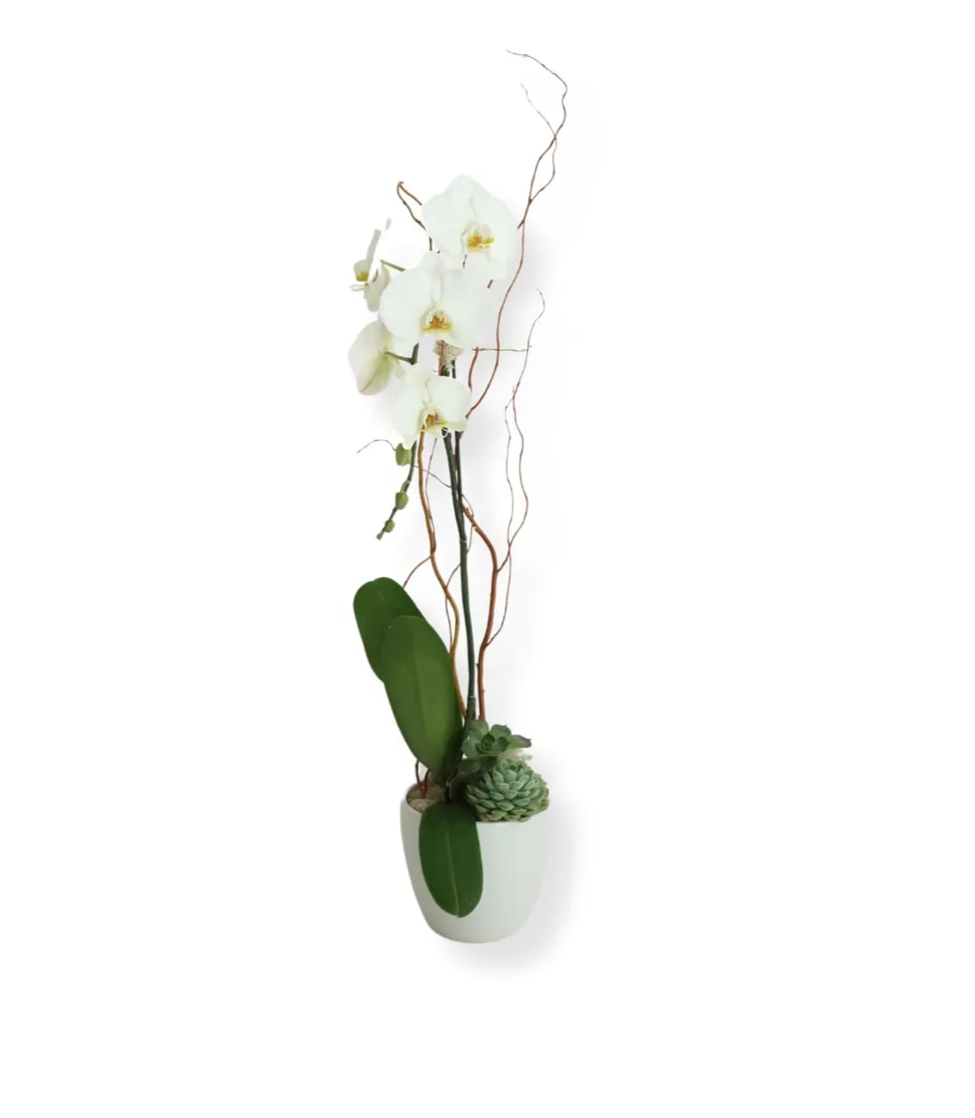 White orchid arrangement in a white pot with succulents and curly branches
