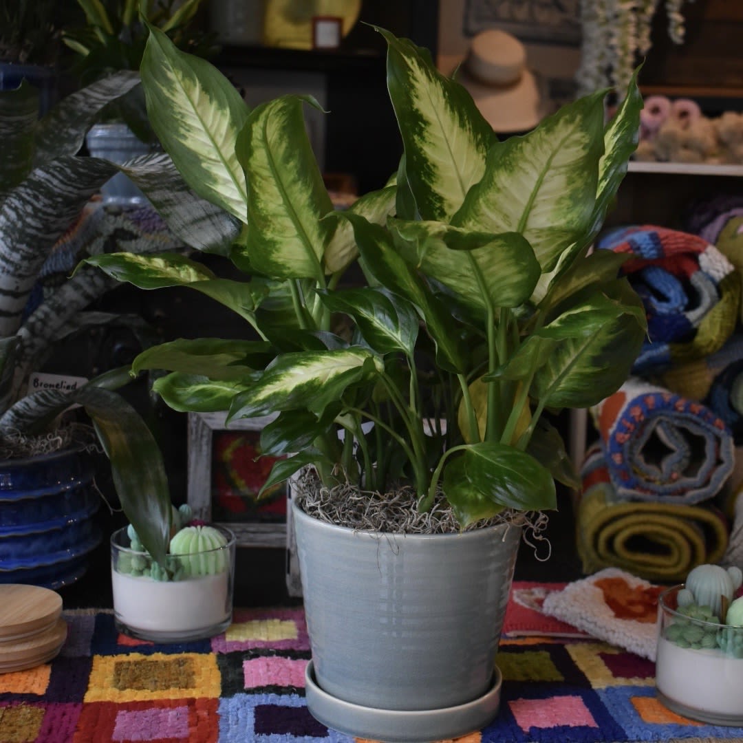 Dieffenbachia - Dieffenbachia is a genus of perennials, also known as dumb cane, with several species commonly grown as air-purifying tropical houseplants.