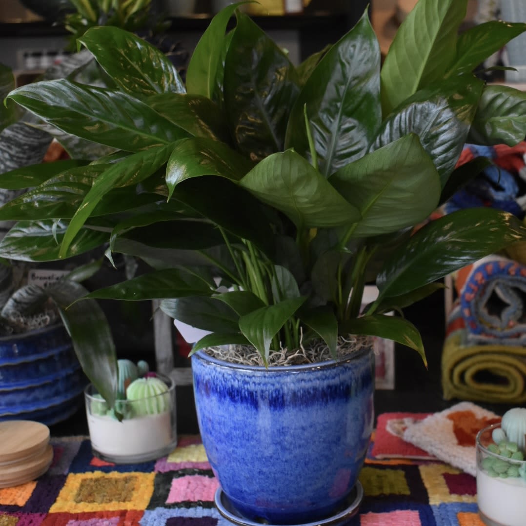 Peace Lily - Not looking for flowers? Let us provide you with gorgeous greens instead! 6” Peace Lily