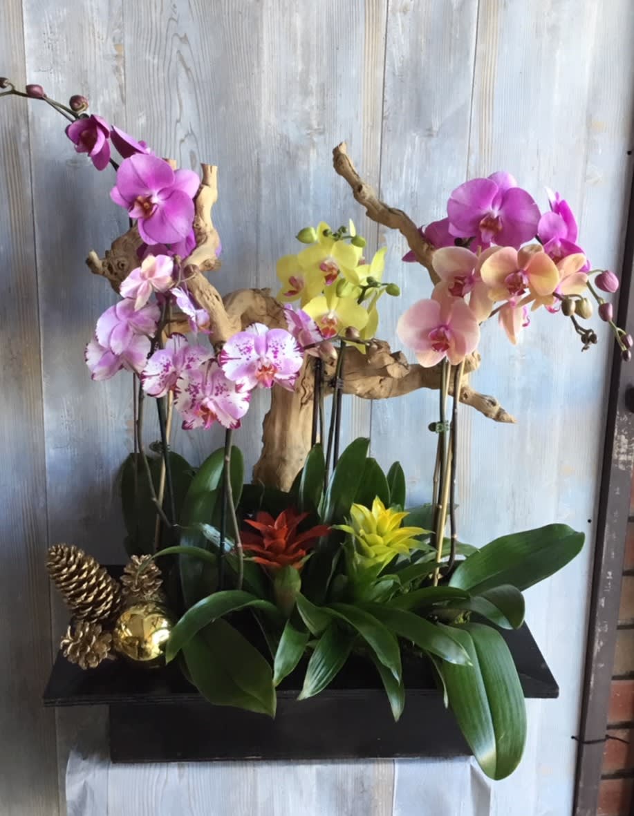 Orchid Paradise - A wooden planter with; orchids of various colors, bromeliad plants, and Christmas decorations.