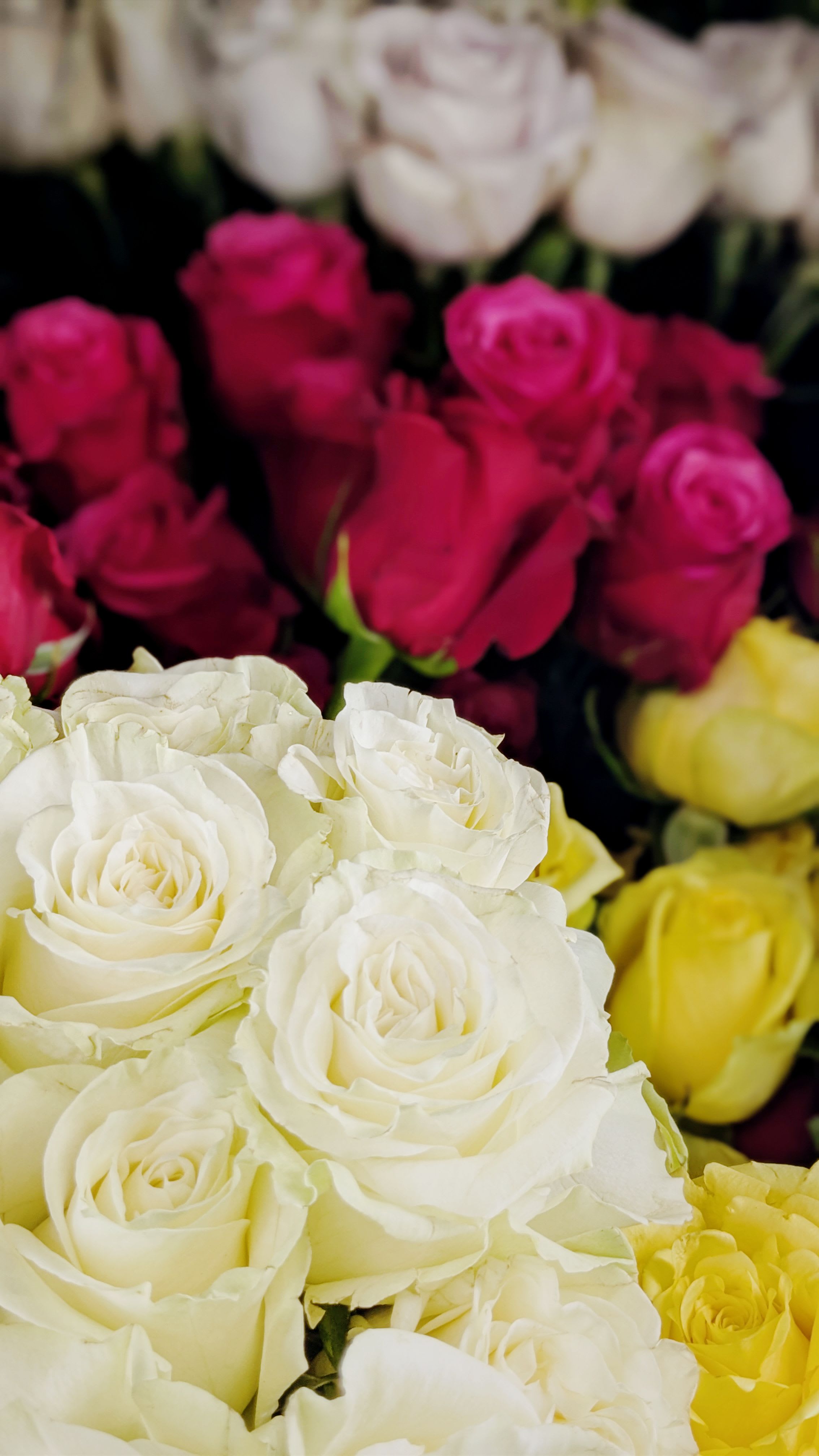 Close-up of white, pink, and yellow roses