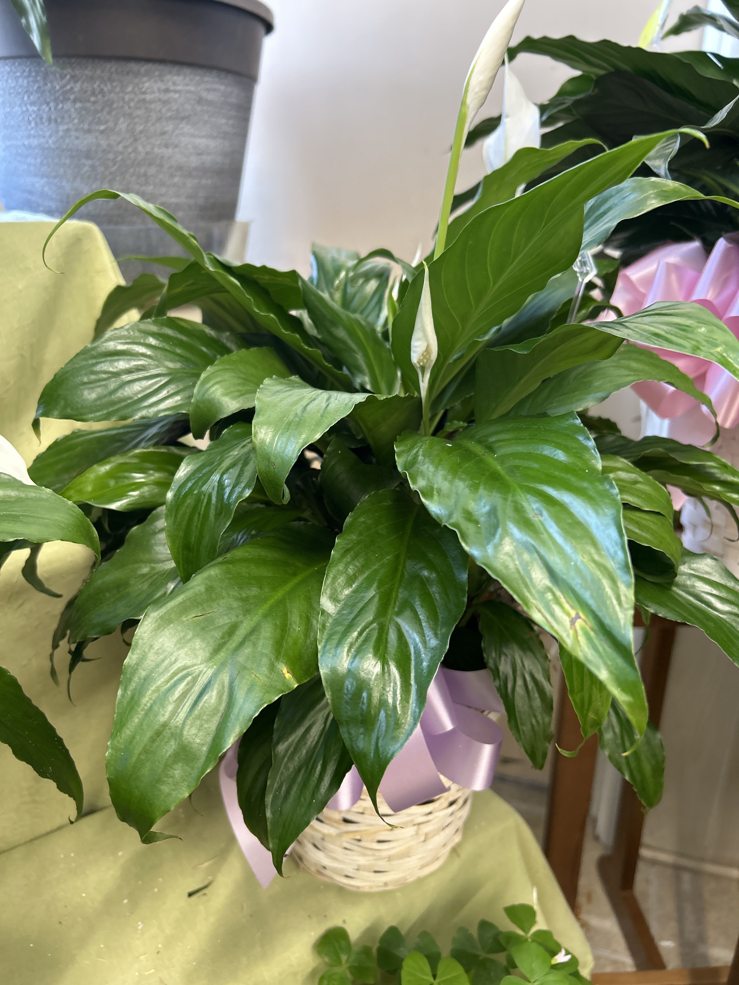 Potted peace lily with white blooms in a woven basket