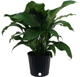 Potted green houseplant with broad leaves in a black container