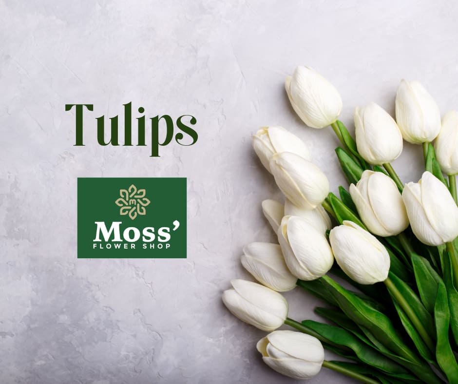 Dozen Mixed Color Tulips Wrapped - Add a touch of elegance to your space with our exquisite dozen mixed color tulips, offered at an unbeatable price of $39.99. Each bouquet features a vibrant selection of tulips, showcasing a beautiful array of colors that brighten any room or occasion. Perfect for gifting or treating yourself, these tulips are a timeless symbol of beauty and grace. Elevate your floral arrangements today with our premium quality tulips!   *This is a vase-free wrapped bouquet.