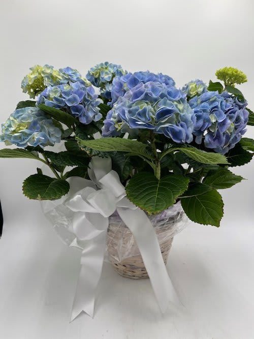 Blue hydrangea arrangement in a wrapped basket with a white ribbon