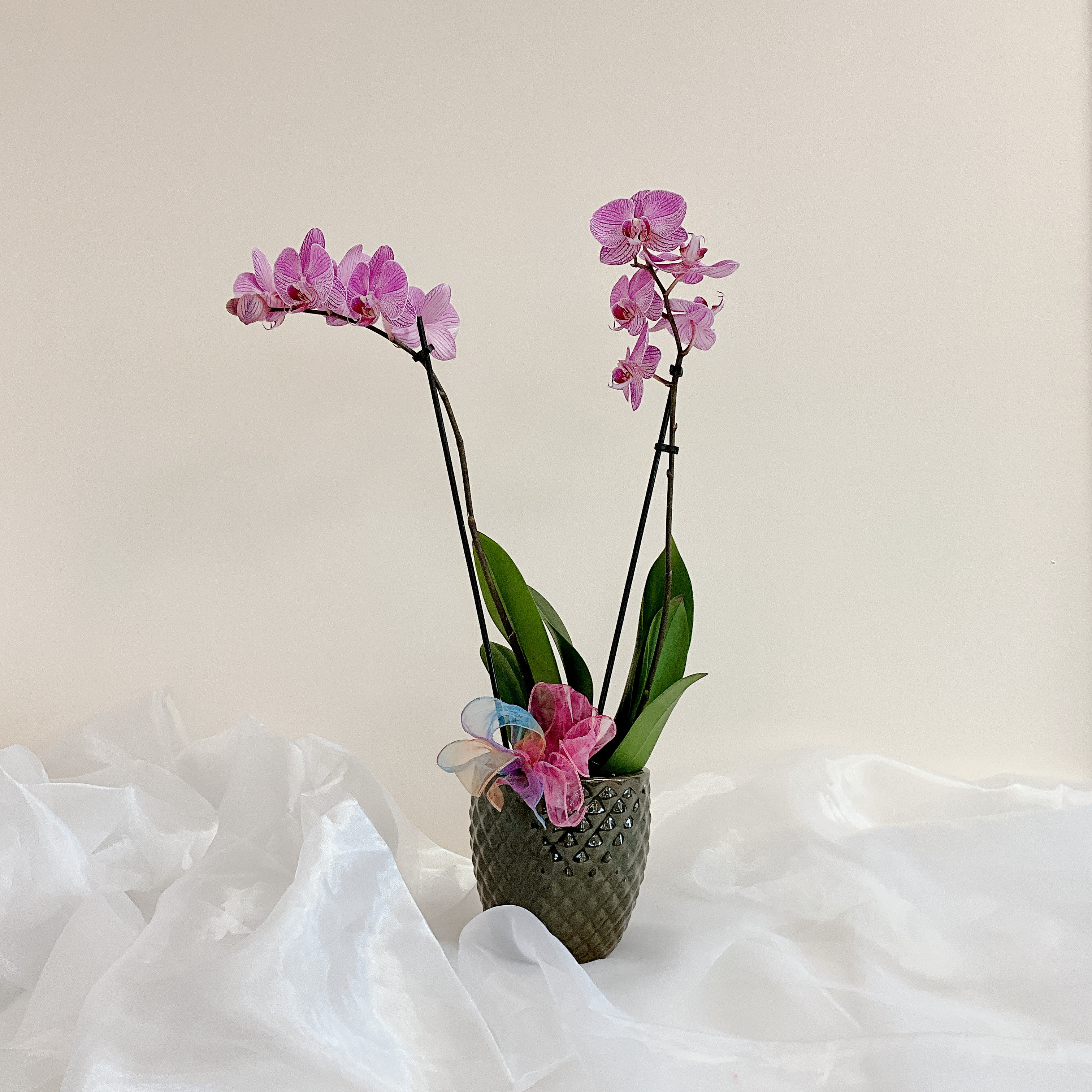Pink orchids in a textured vase with a sheer ribbon accent