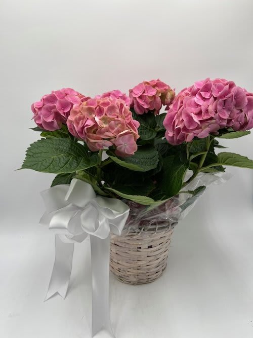 Pink hydrangeas arranged in a wicker basket with a white ribbon
