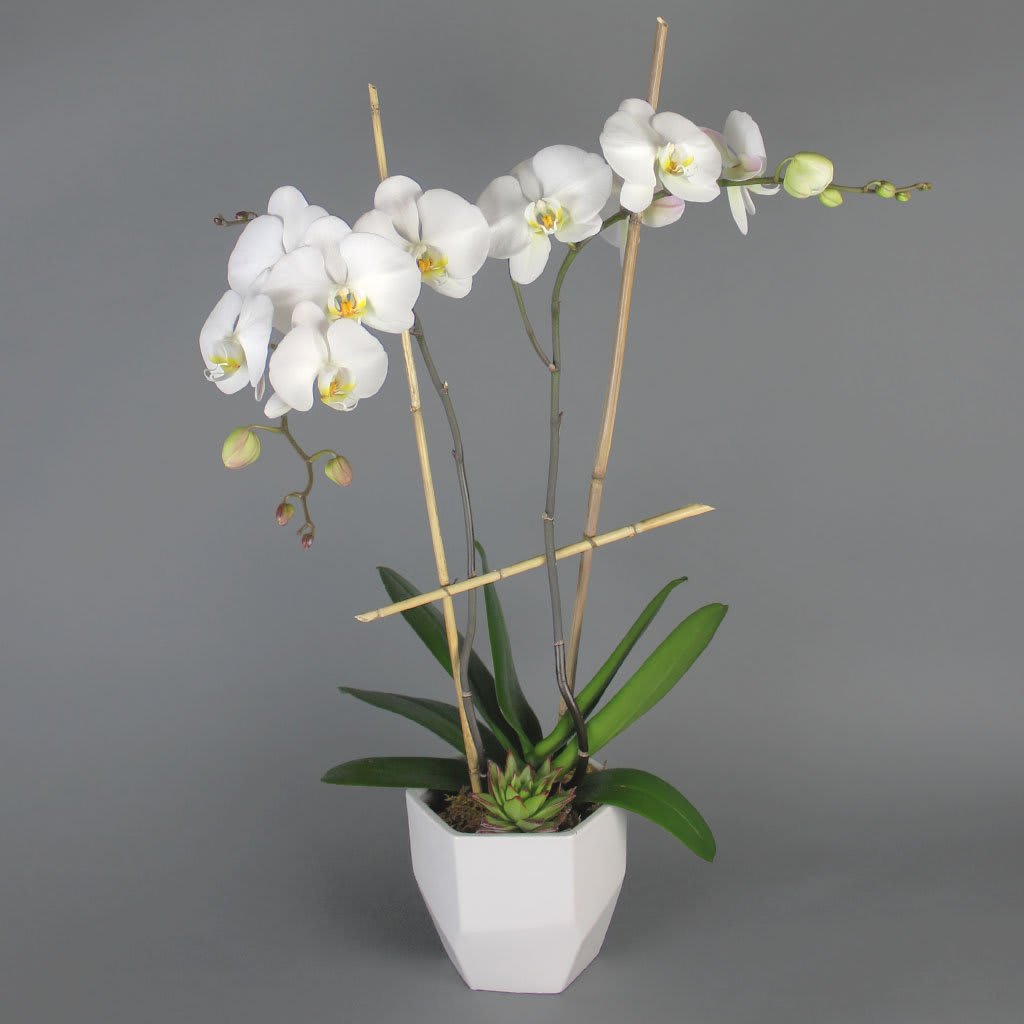 Double Stalk Orchid - Blooming double stem orchid, in a stylish cache pot, adorned with moss. 