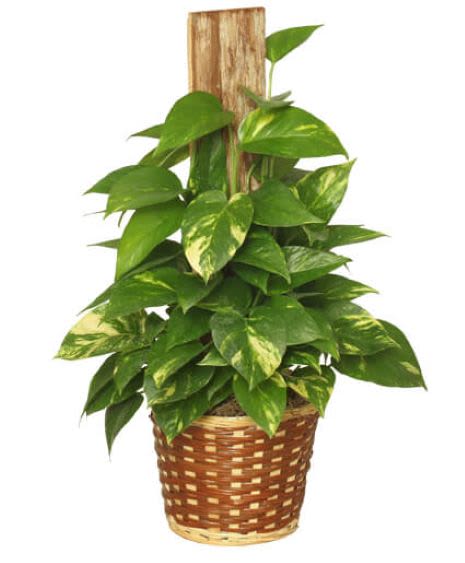 Potted pothos plant in a woven basket with a wooden trellis