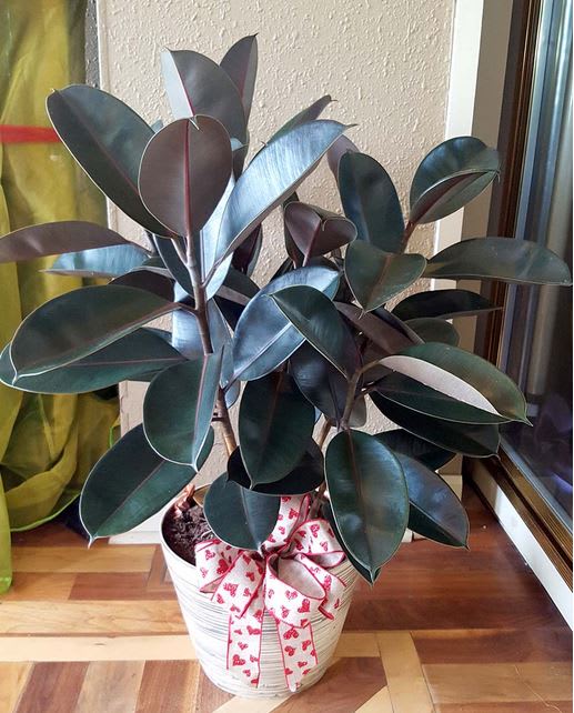 Rubber Plant -   Decorate your home with a fabulous rubber plant from Artistic Ambiance!  **Please Note** Plant may slightly vary from photo pictured.  