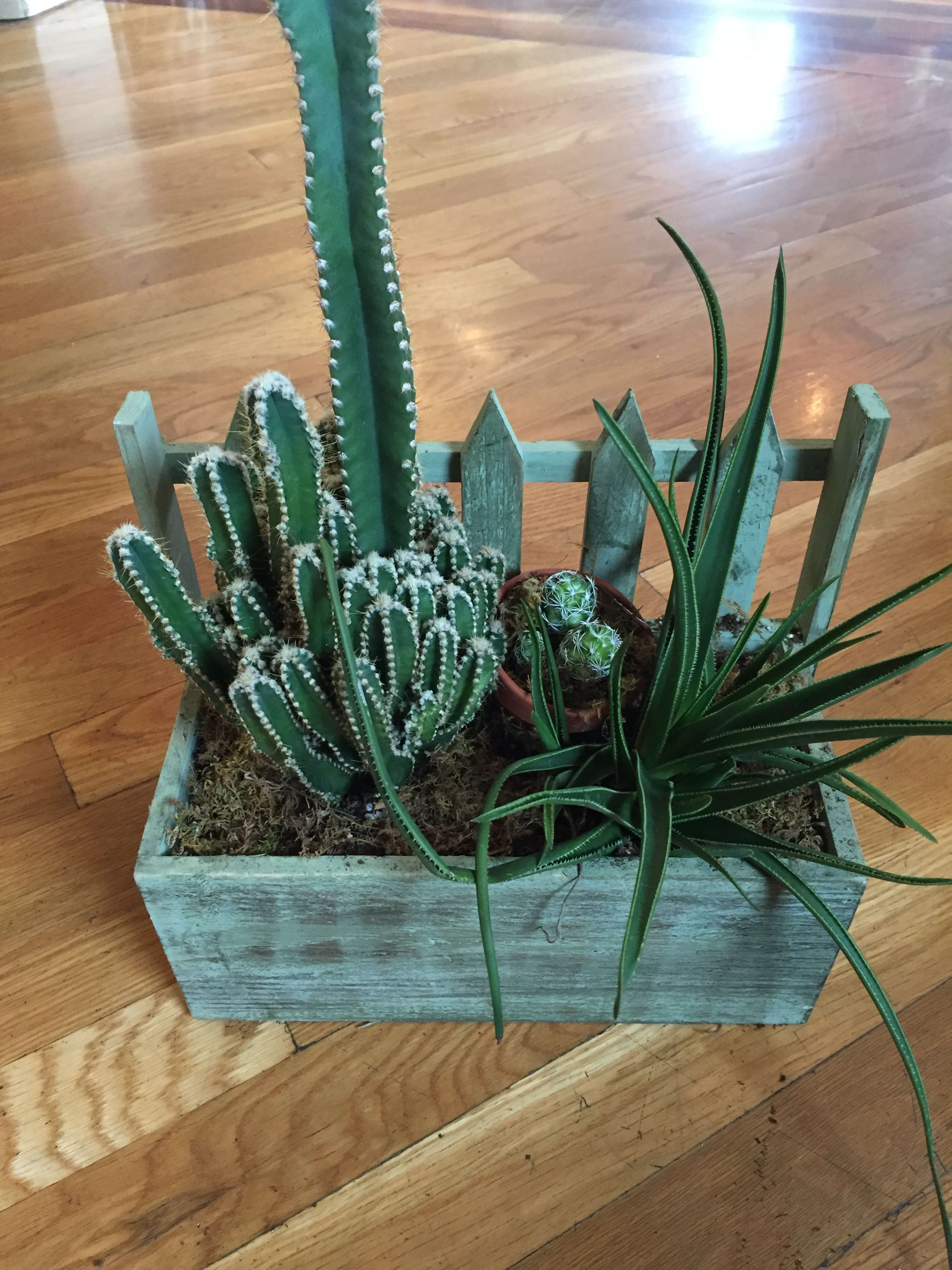 Succulents garden  - Succulent garden in green picked fence box 