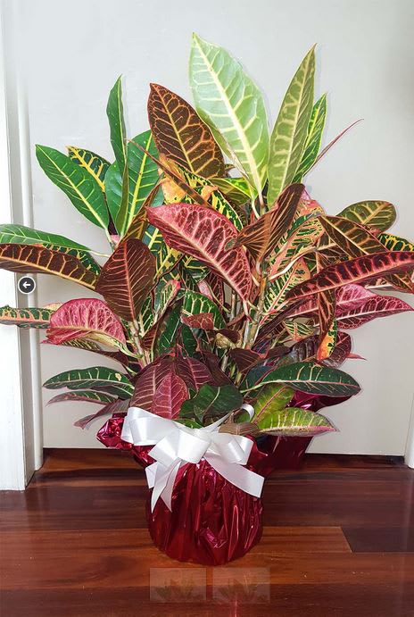 Potted croton plant with multicolored leaves in a red foil wrap and white bow