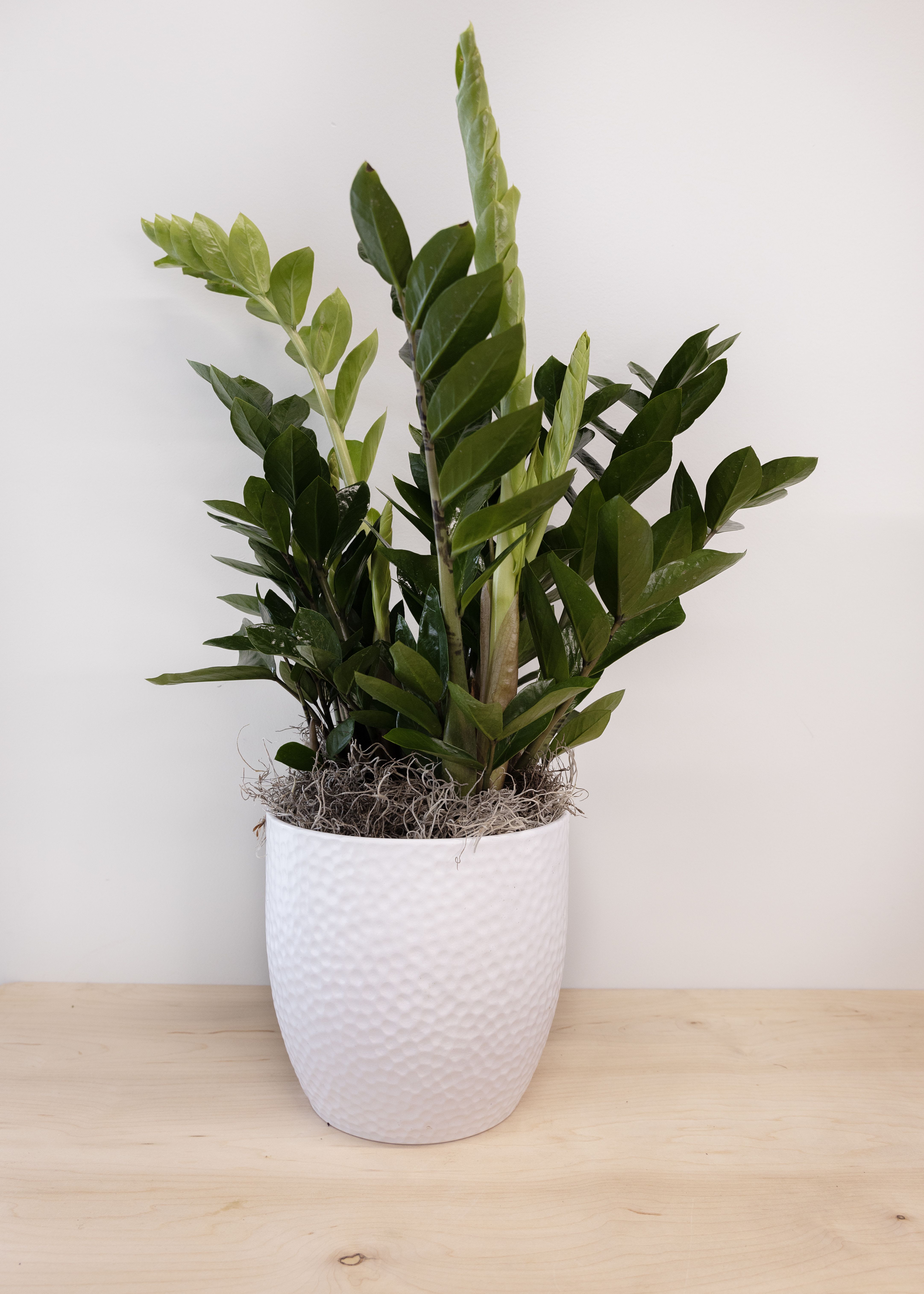 ZZ Plant - The ZZ plant is a great plant for somebody who can't seem to keep plants alive! Also known as the Zamioculcas Zamiifolia, this plant likes indirect light and rare waterings. Leave it on a desk or table and sometimes remember to pour some water in the pot. The perfect housewarming or congratulations gift for your "black thumb" friends and family.  Potted in a ceramic container with a moss or rock soil covering.  Approximately 20" 