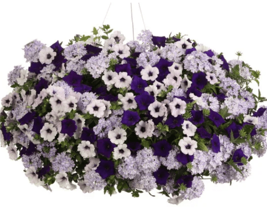 Hanging Basket &amp; Porch Pot Combo - Celebrate Mom with a burst of beautiful blooms! Our Petunia Porch Pot &amp; Hanging Basket Combo is the perfect way to brighten her day and her home. Overflowing with vibrant, cascading petunias, this duo adds instant charm to any porch, patio, or entryway.   Please Note: Colors may vary, making each combo uniquely beautiful.