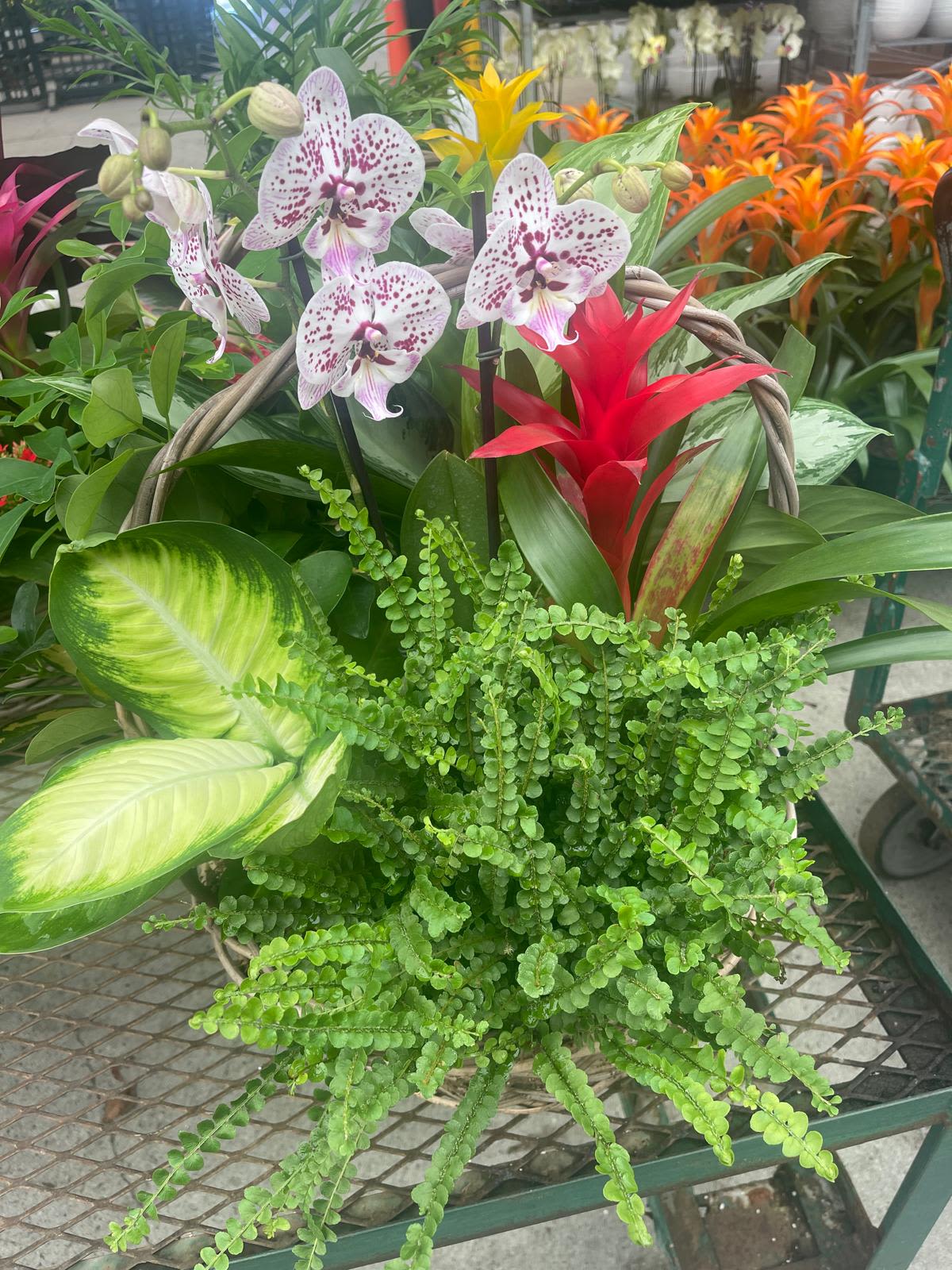 Basket garden with spotted white orchids, red bromeliad, and lush ferns and variegated foliage plants.