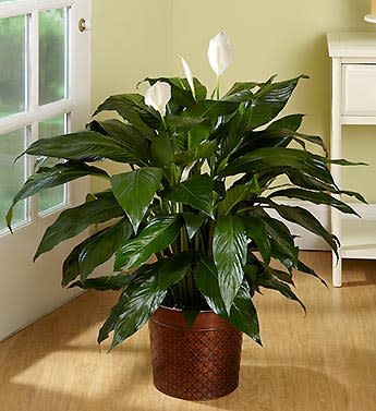 Potted peace lily plant with white blooms in a decorative container