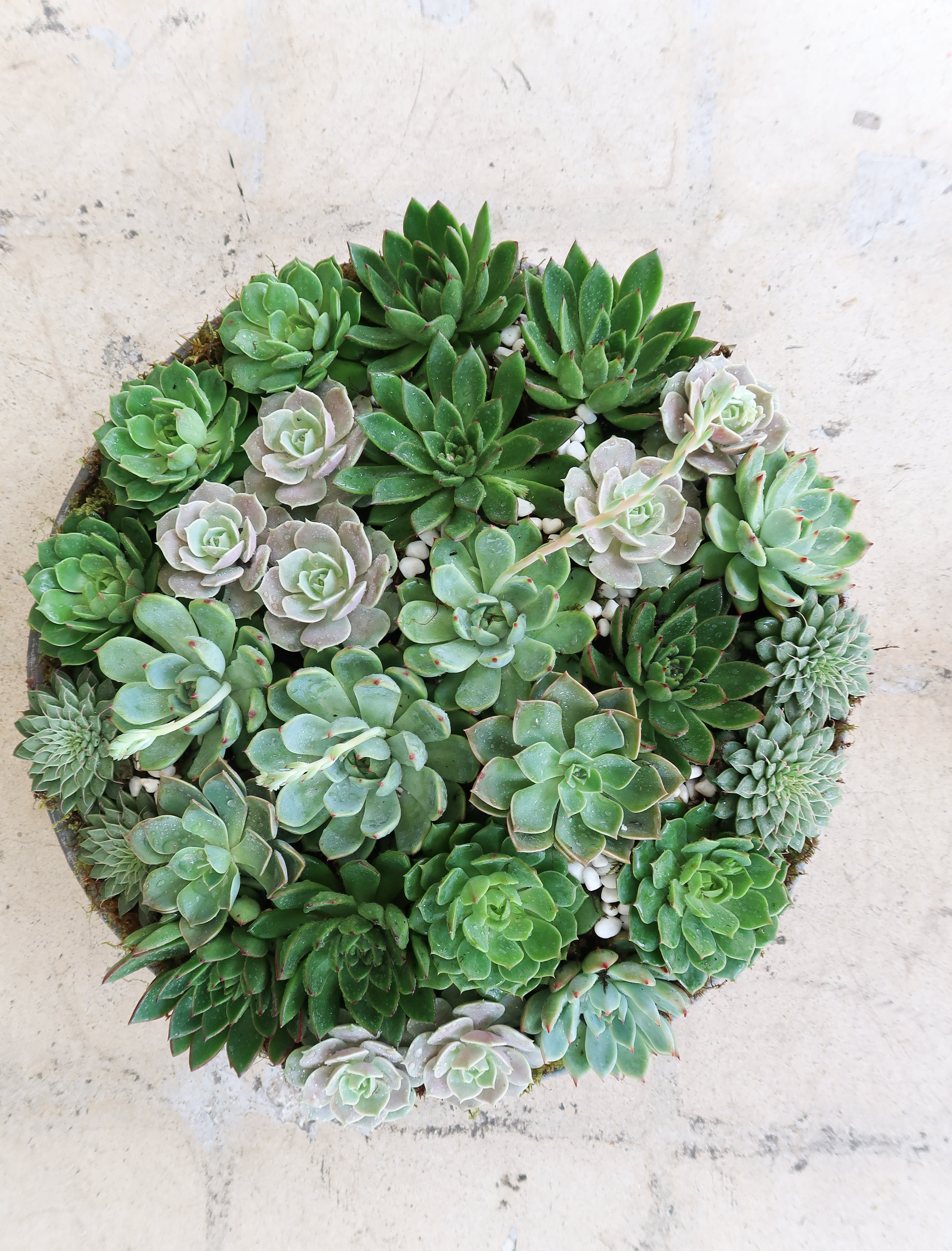 Round succulent arrangement with assorted green rosettes