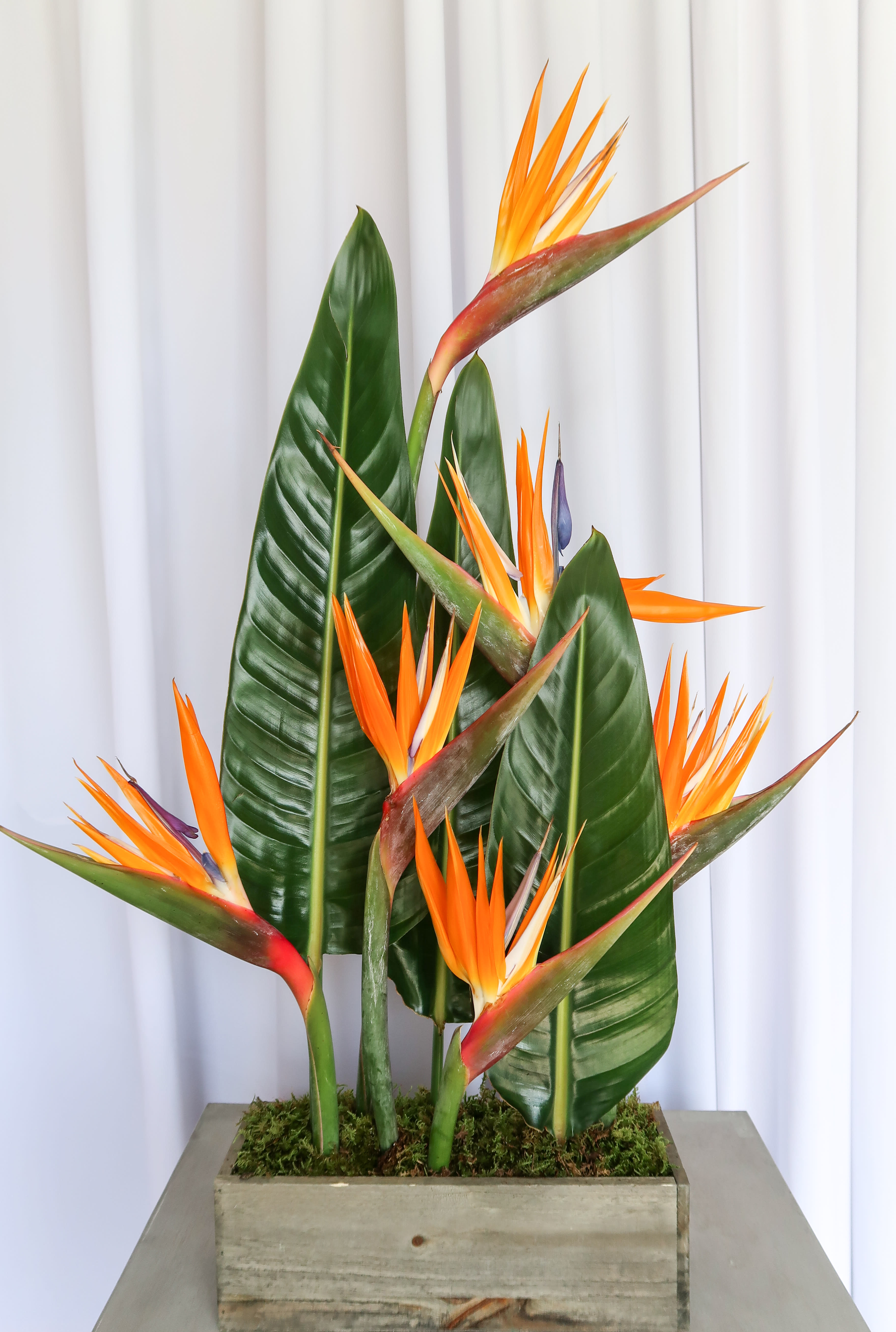 Oasis - Minimalist meets Tropical with this beautiful arrangement of birds of paradise perfect for all occasions and spaces.