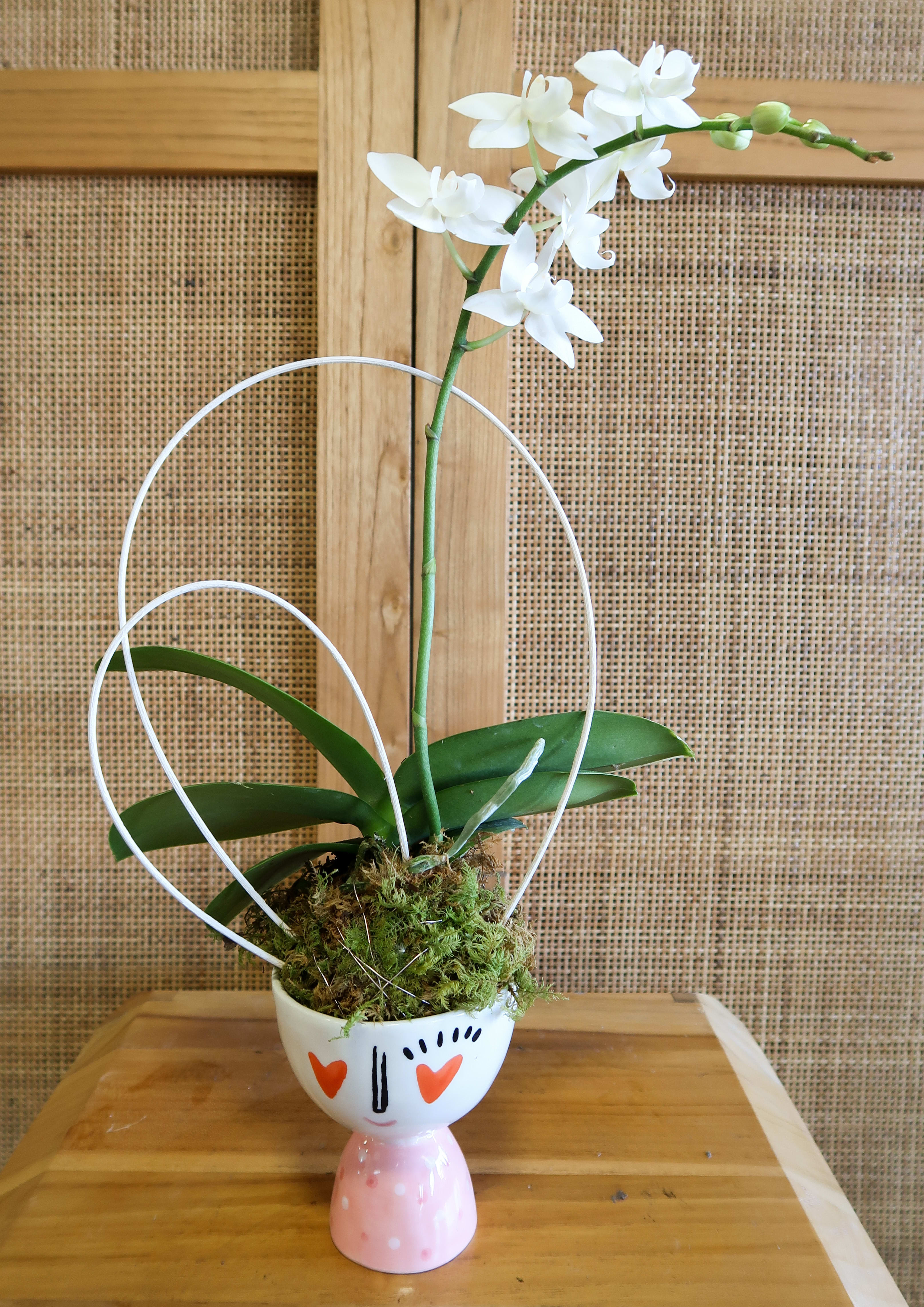 Mini Orchid Love - Valentine’s Day Exclusive Collection, say I love you with a beautiful mini orchid potted in a festive Valentine’s Day Pot.