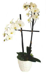 Natural Beauty   - It's in the name! Natural Beauty is a beautiful 2 stem orchid plant with succulents surrounding it. 