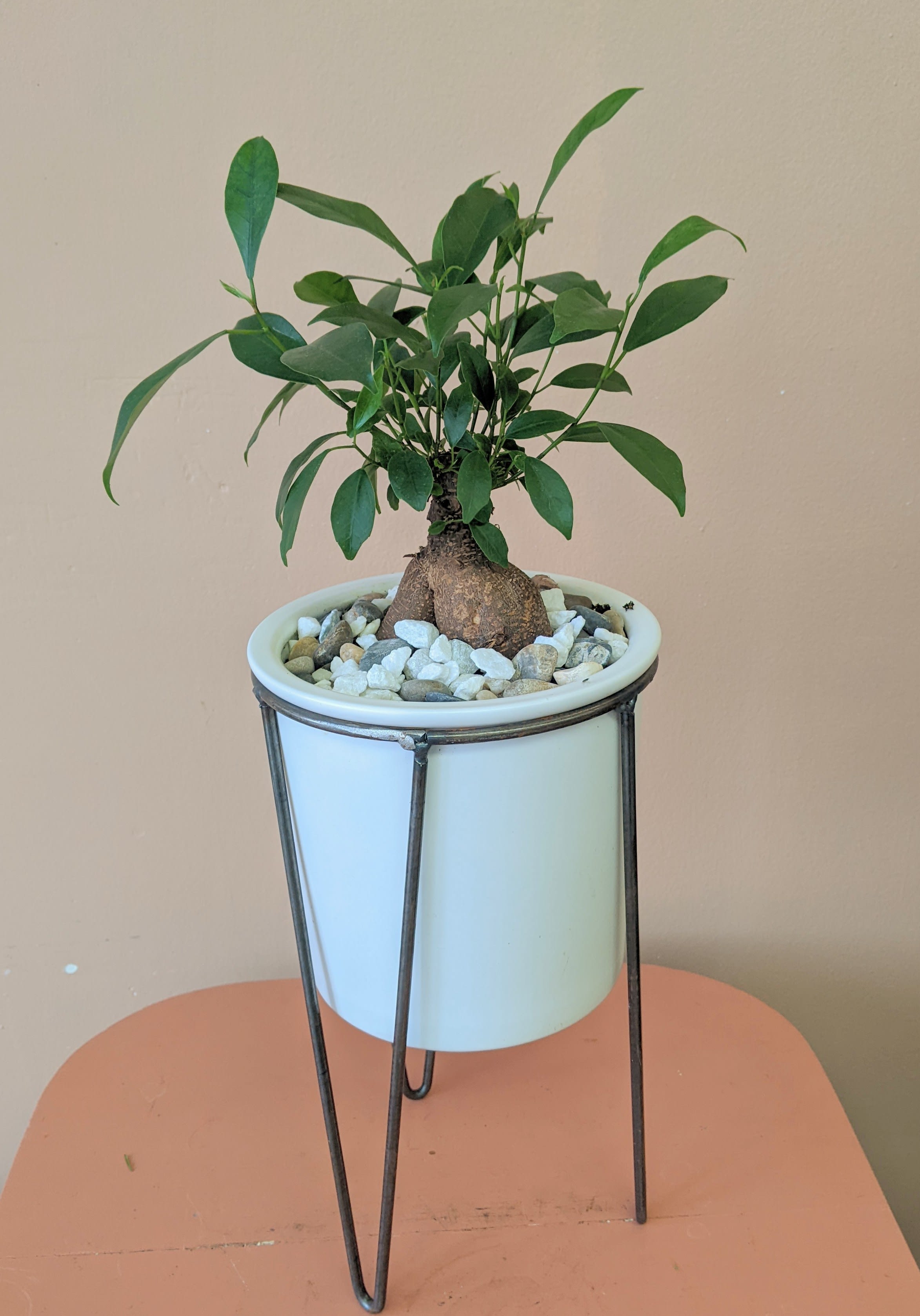 Potted green plant in a white container on a metal stand