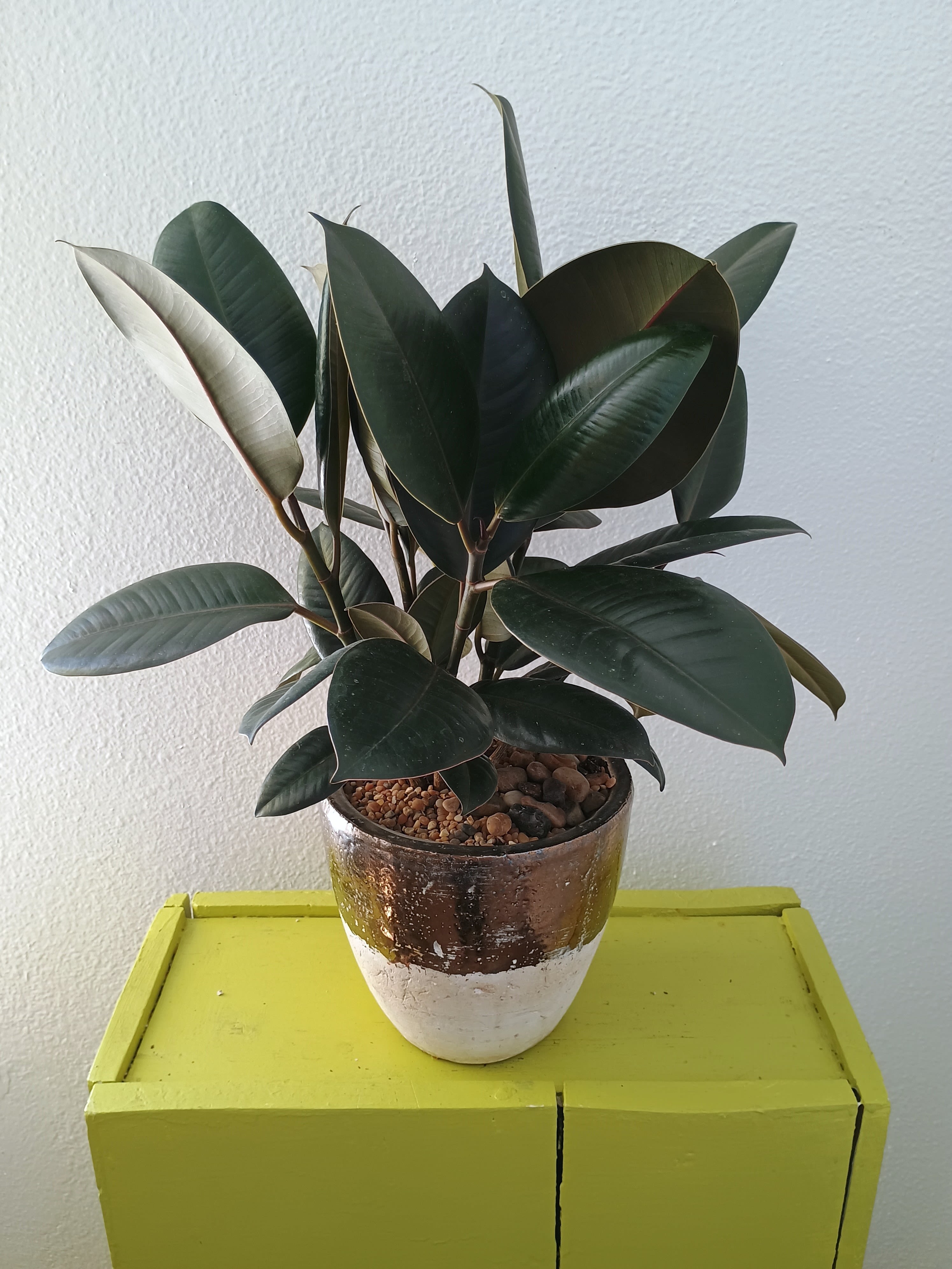 Potted rubber plant with dark green leaves in a ceramic pot