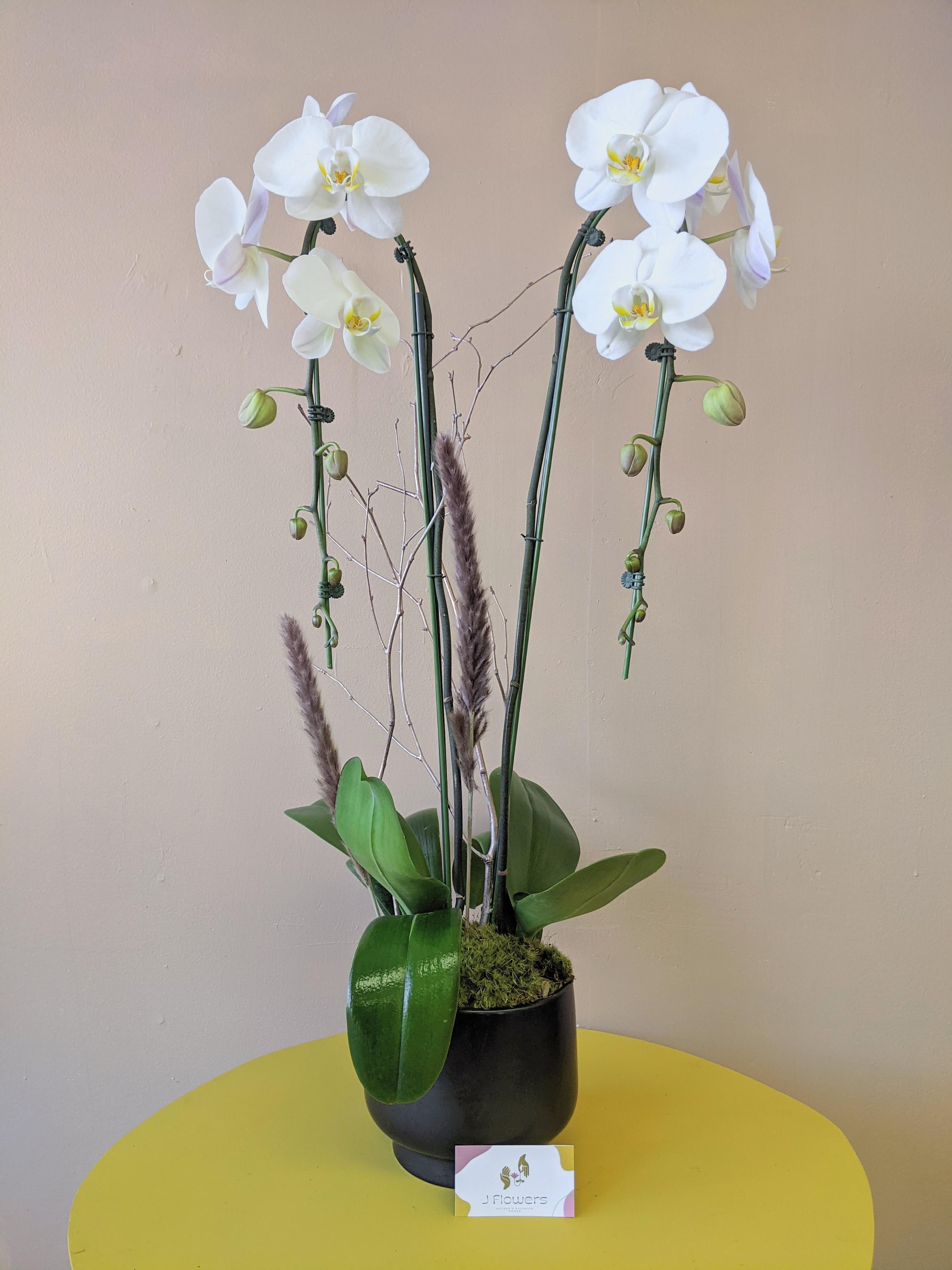 White orchid arrangement in a black pot with tall stems