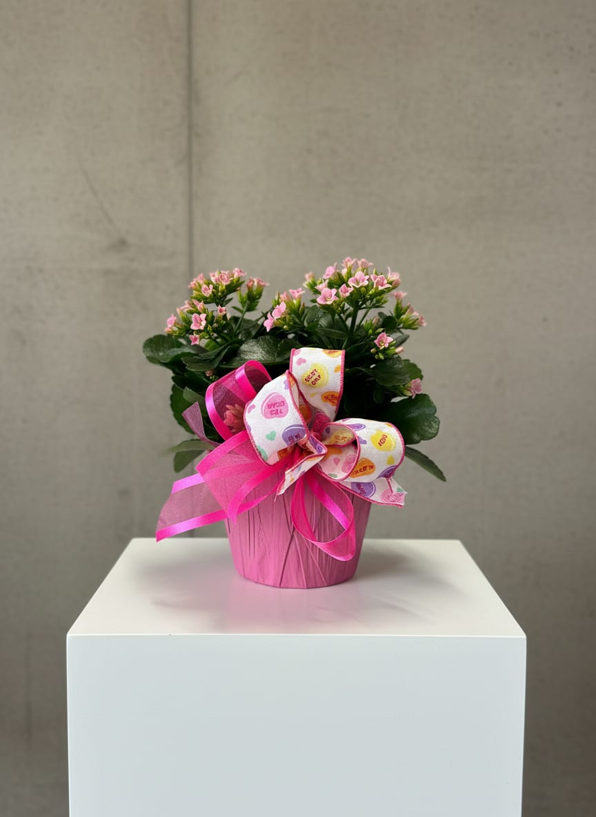 Pink flowering plant in a pink pot with a decorative ribbon bow