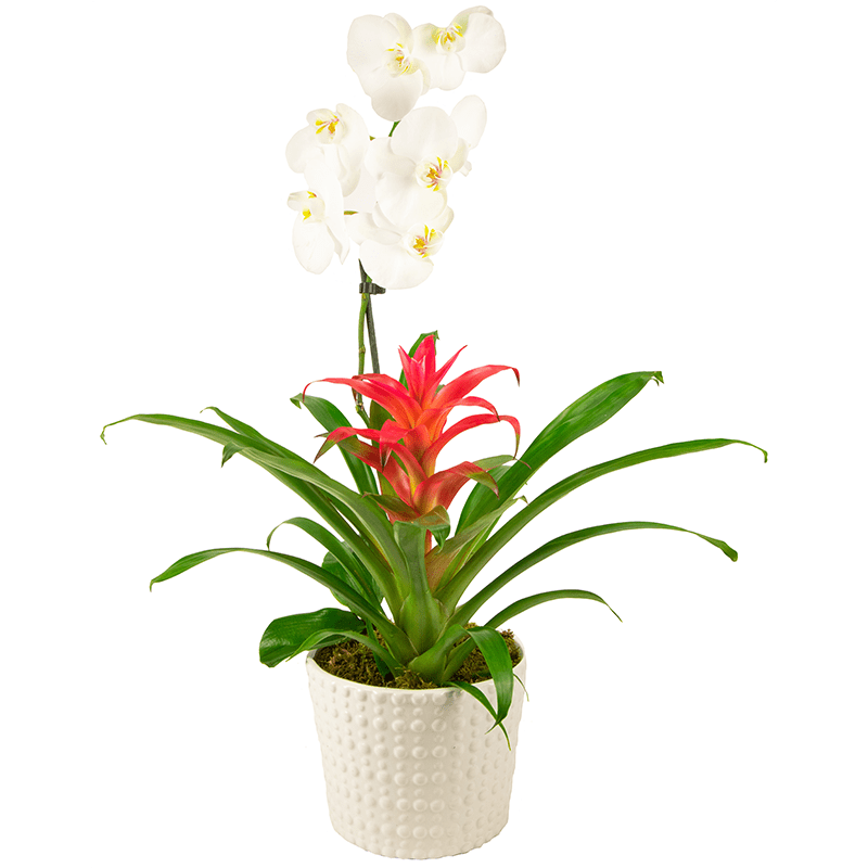 Potted white orchid and red tropical plant in a white textured pot