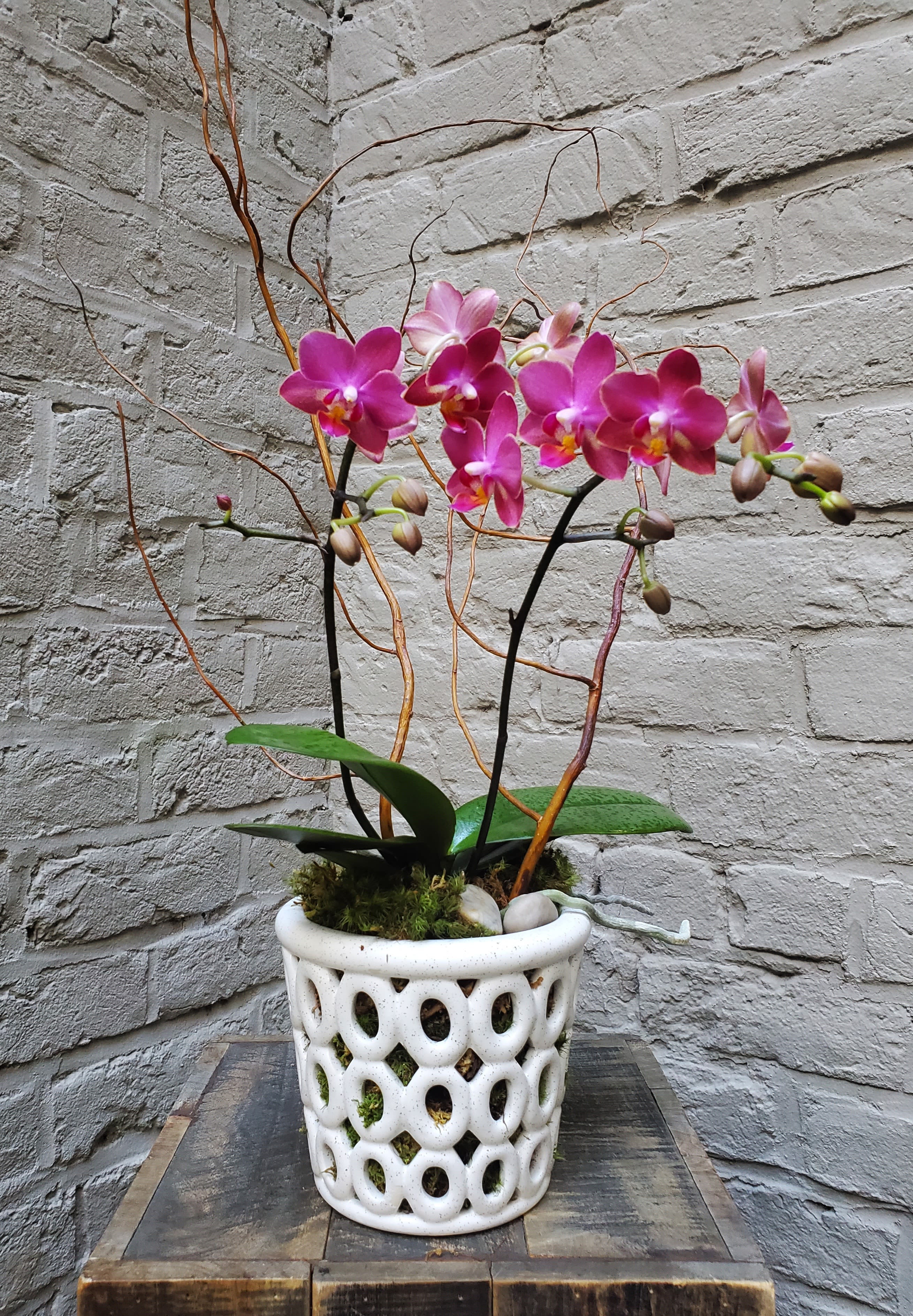 Potted pink phalaenopsis orchid with curly branches in a white cutout ceramic pot