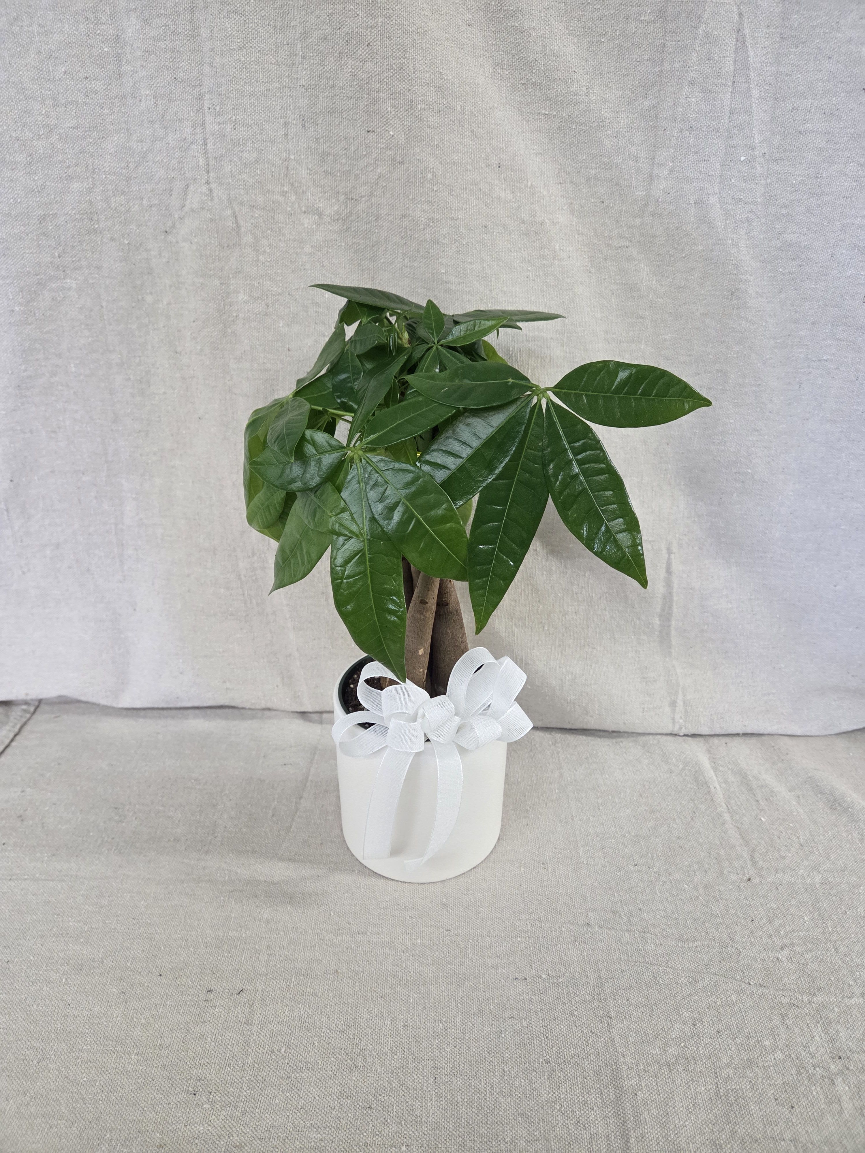 Small potted money tree with glossy green leaves in a white pot tied with a white bow