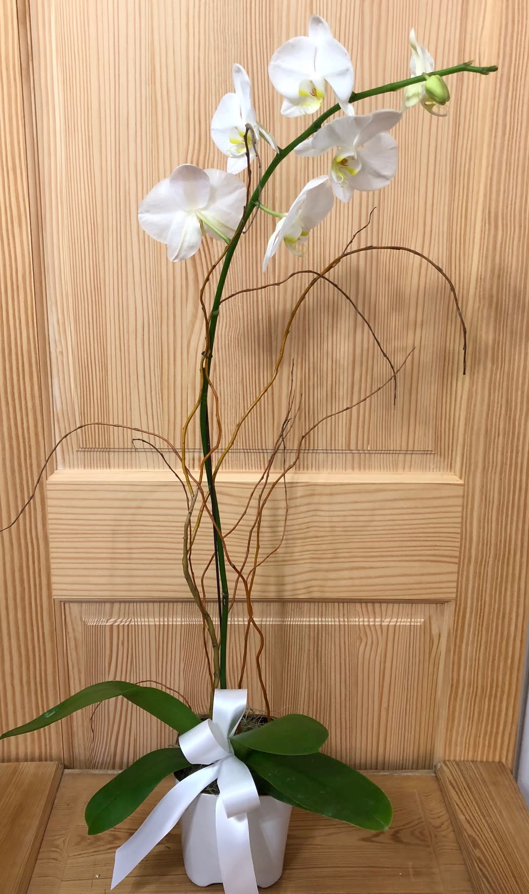 Orchid Plant  - This orchid plant is simply beautiful and doesn't need an explanation. Send this gem to anyone for basically ANYTHING AND EVERYTHING! 