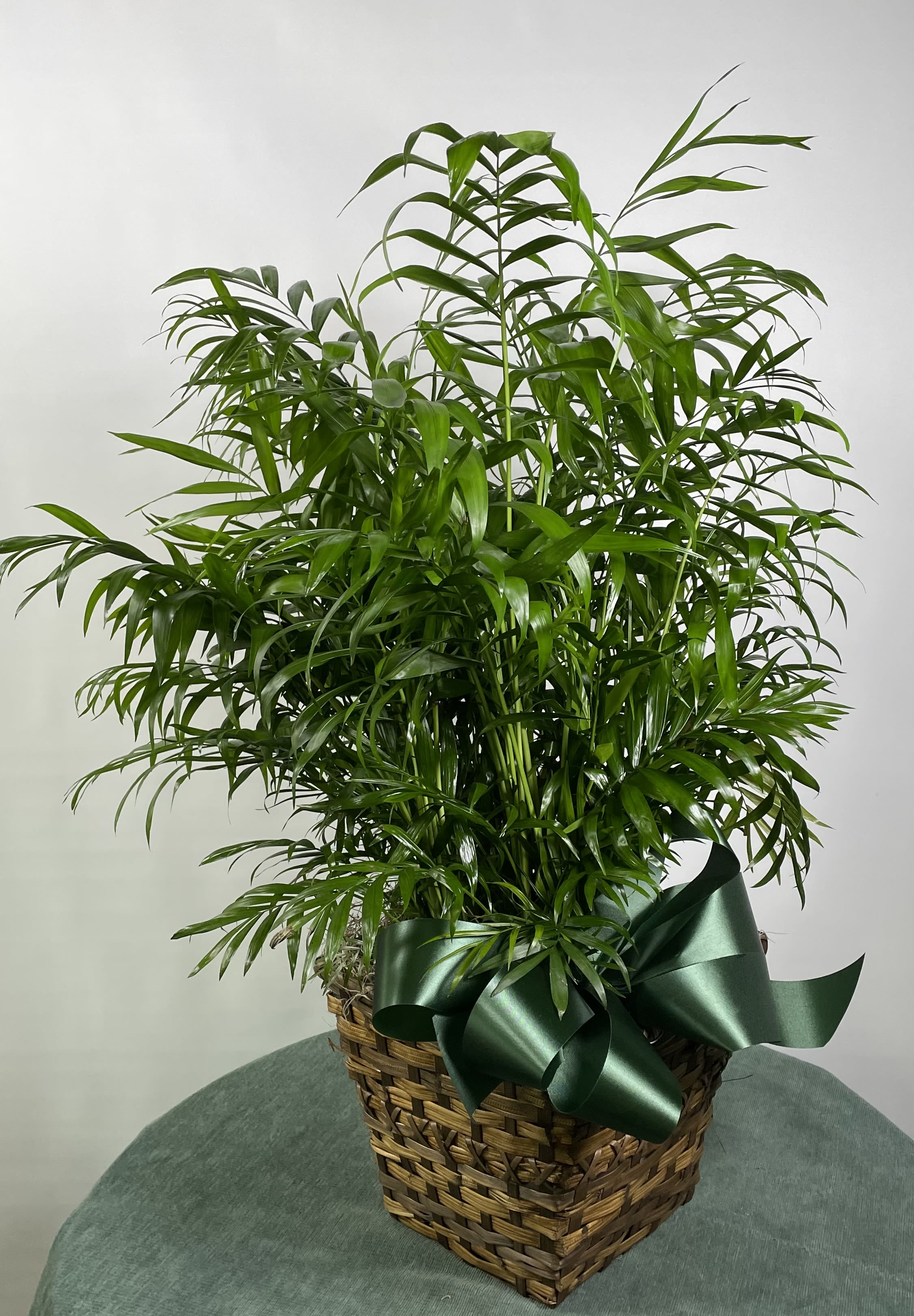 Lush green potted palm in a woven basket with a dark ribbon