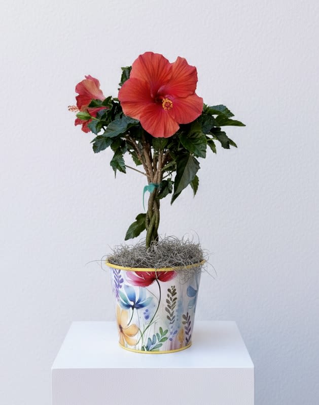 Braided Hibiscus Plant  - A fun summer blooming plant for your patio or porch, comes in a 6” diameter pot and measures 20” tall. Comes in the bright colorful planter!