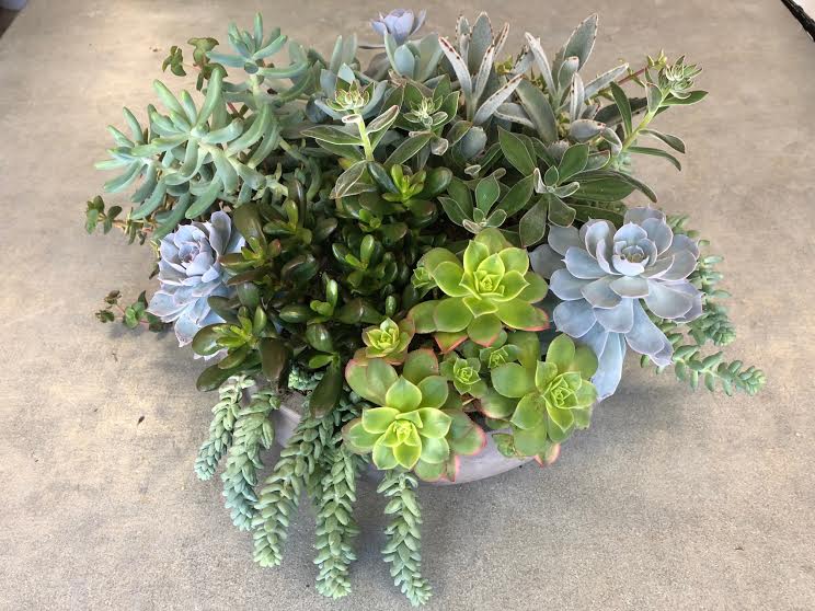 Mixed succulent arrangement in a shallow round planter