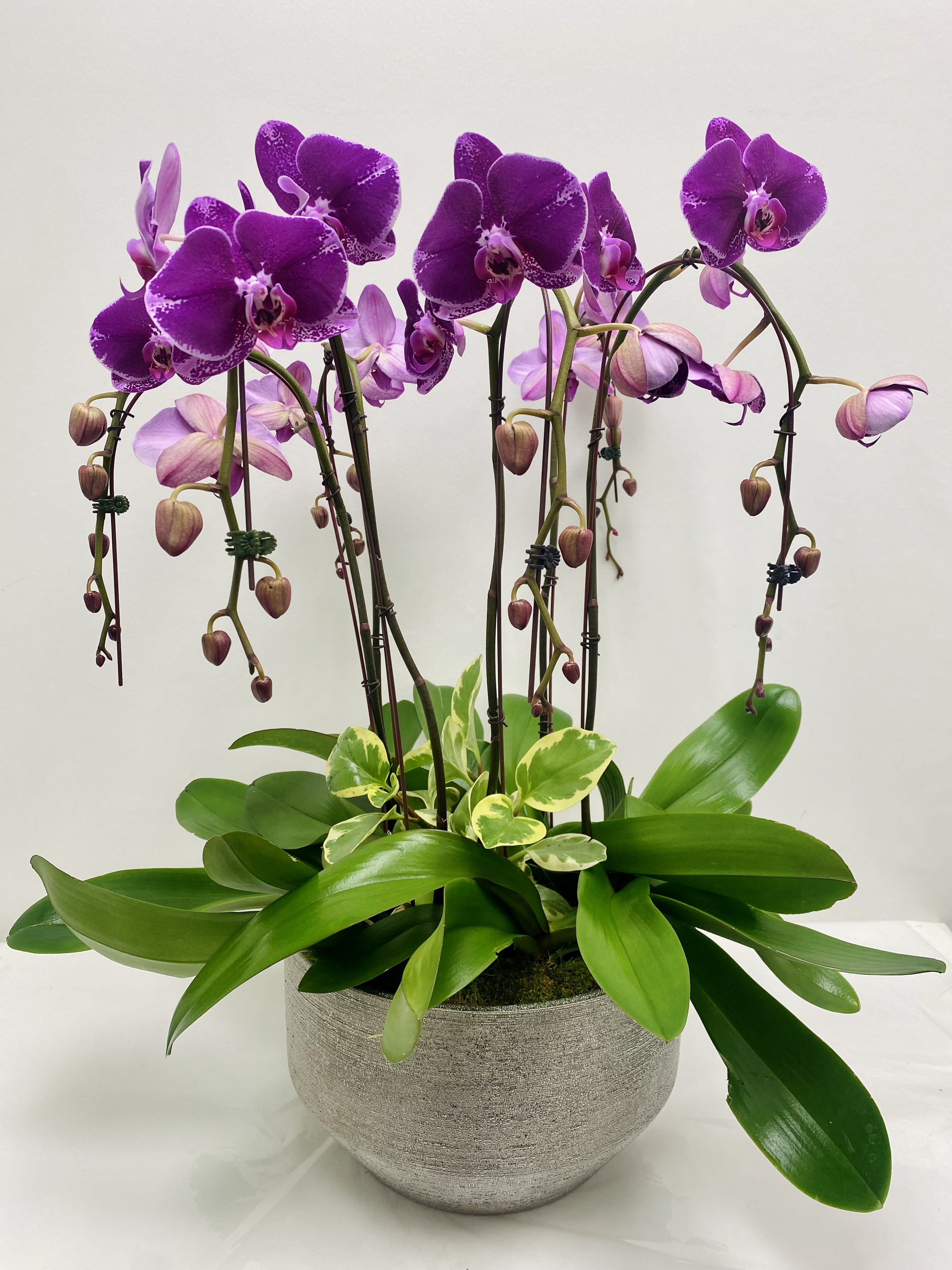 Royalty - Collection of 6 cascading majestic tall orchids plants  in an elegant brushed silver ceramic pot.