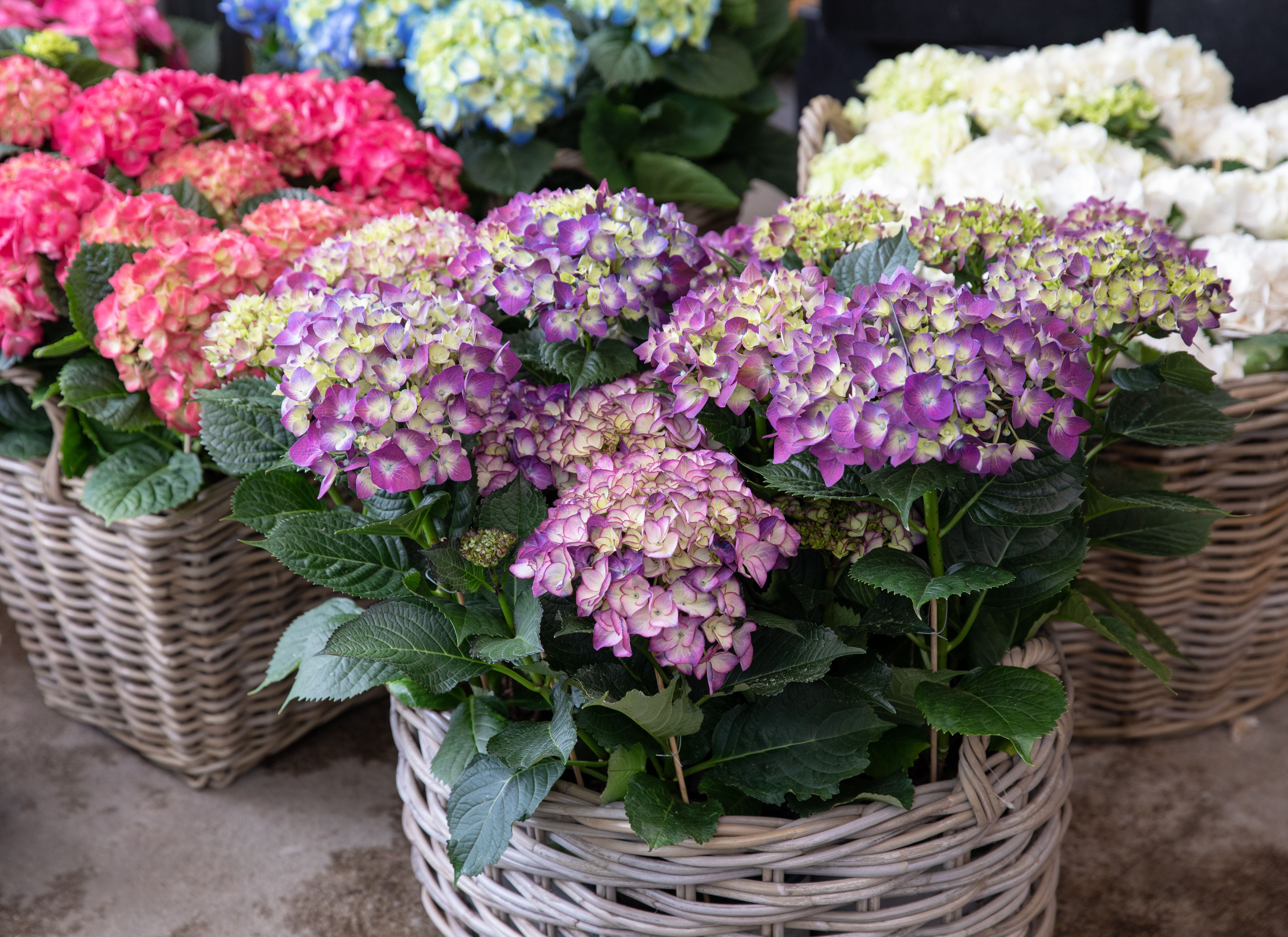 Beautiful Hydrangea Plant, Pink or Blues, St Augustine Plant Delivery - Big, beautiful, and seasonless—this hydrangea plant truly shines in spring and planting season. If she adores hydrangeas or needs a patio refresh, look no further.  