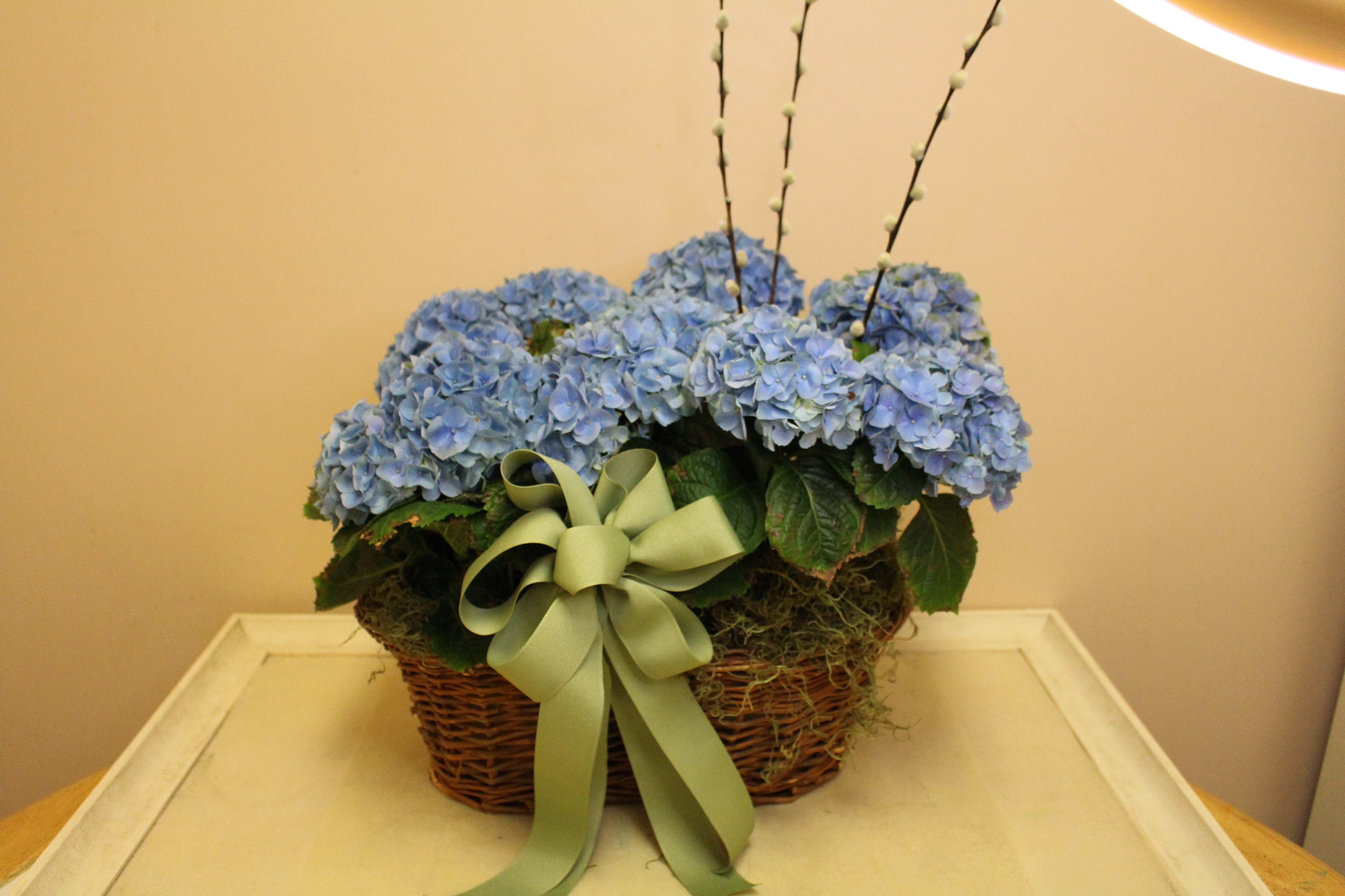 Deal of the Day blue hydrangea plants - A blue hydrangea plant with a sweet bunny popping out