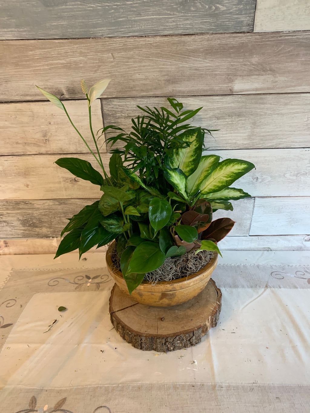 Mixed potted houseplant arrangement in a shallow ceramic bowl
