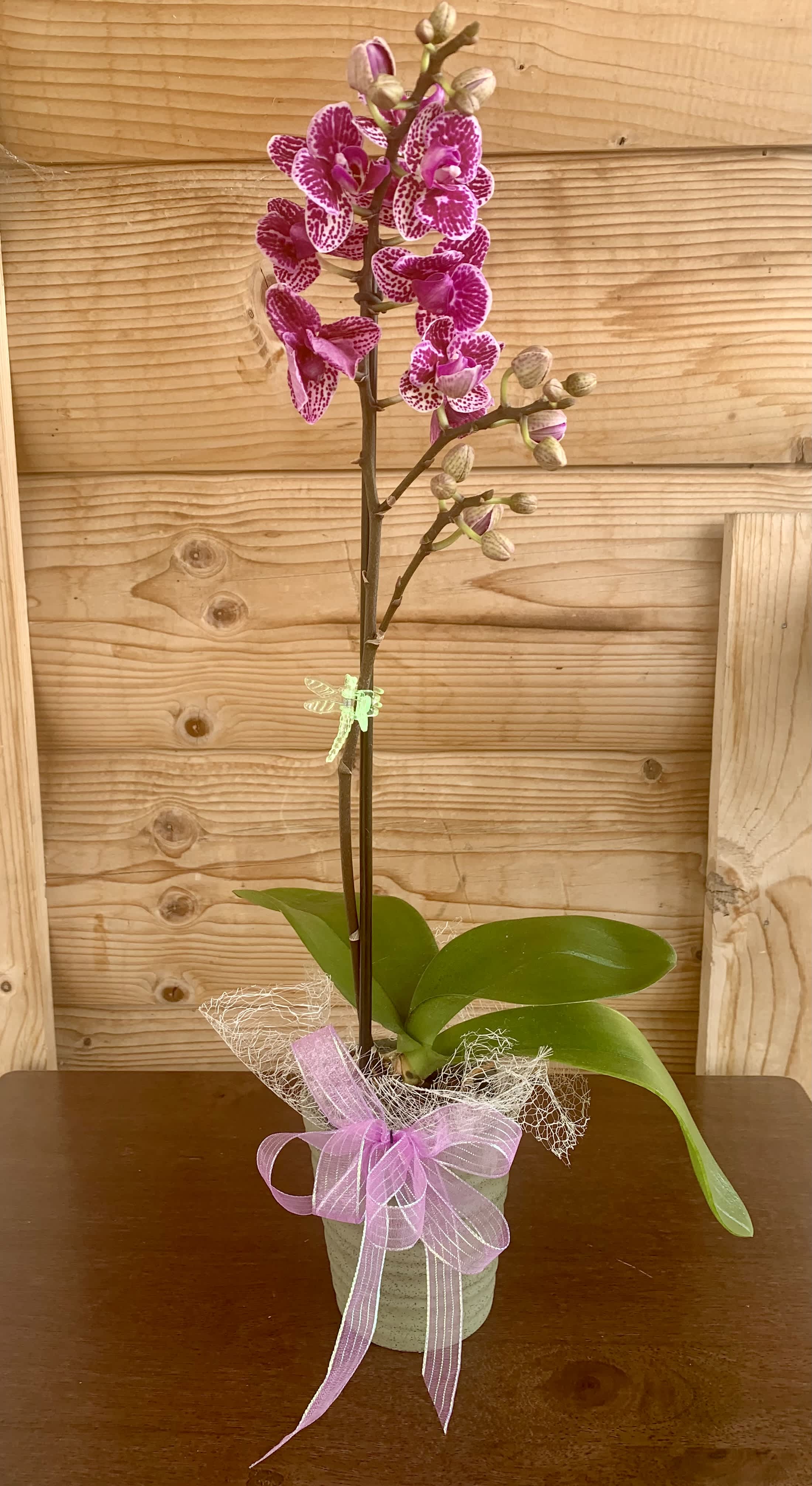 Purple Orchid - This orchid is something that could be used for a gift or for the occasion of your choice!