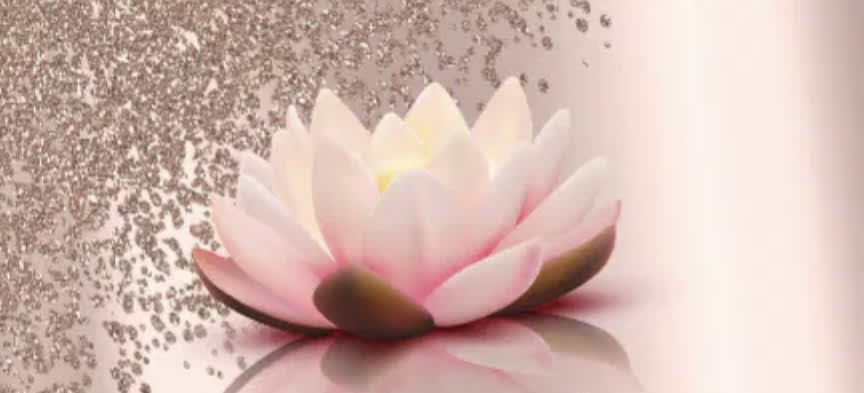 Pink and white lotus flower on a soft reflective background