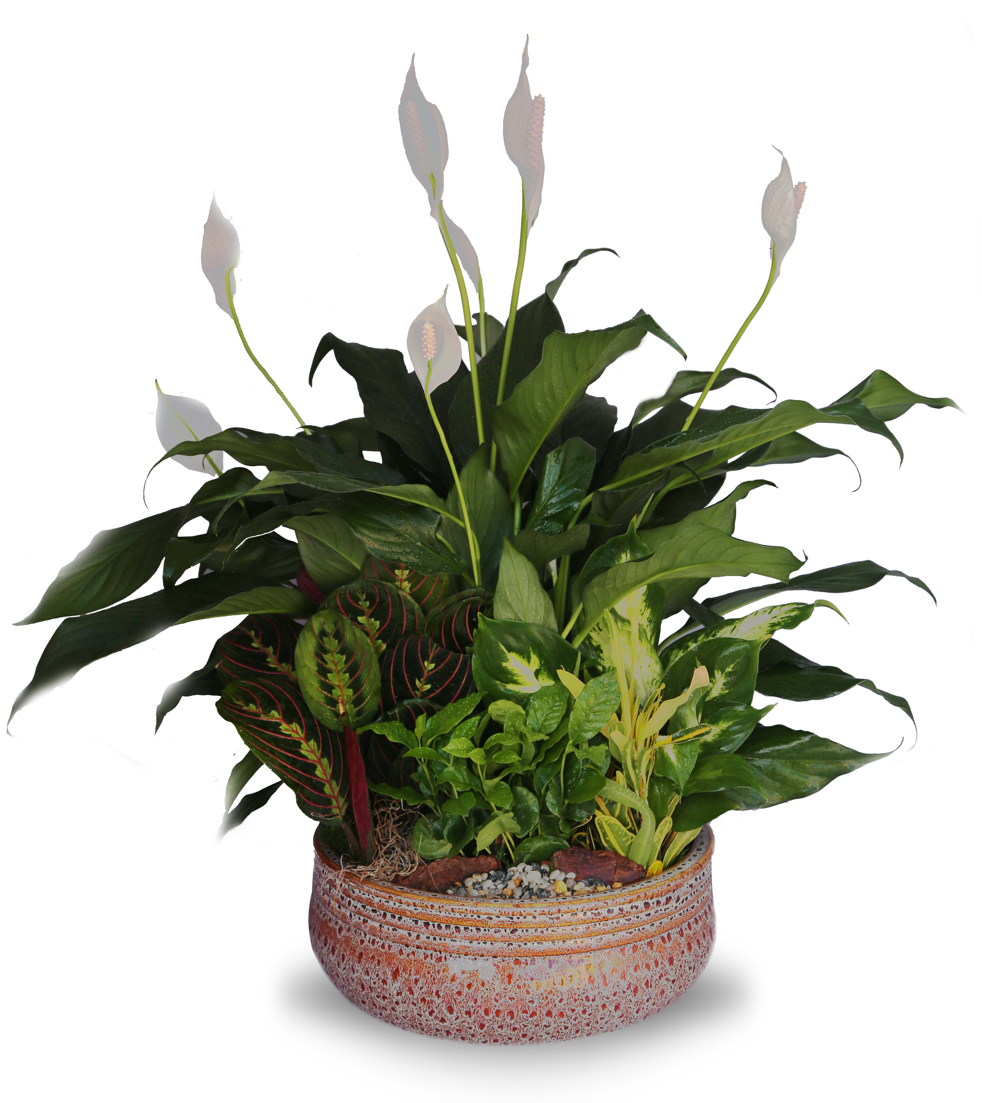 Mixed indoor foliage plants with white peace lily blooms in a low patterned ceramic bowl