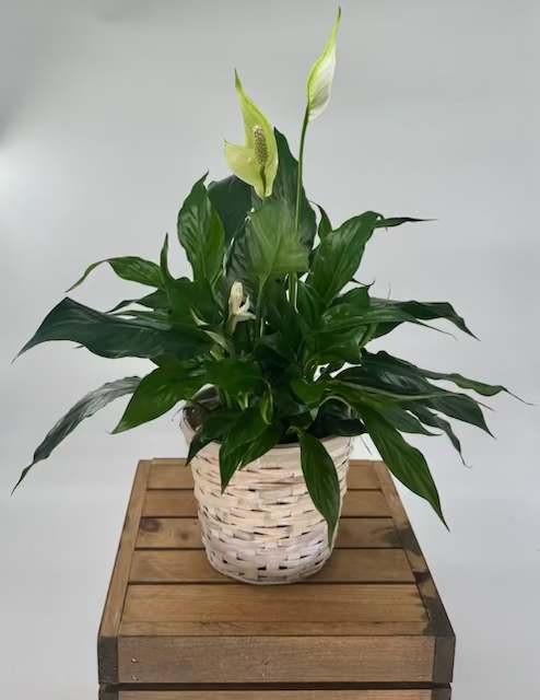 Spathiphyllum Plant  " Peace Lily" (BR) - Bring the beauty of nature indoor with our elegant Spathiphyllum Plant. This spectacular plant is potted in a premium ceramic container that adds a touch of sophistication to your decor and accented with delicate sheet moss to create a serene and refreshing ambience in any room. 6" dia pot Approx 23" H