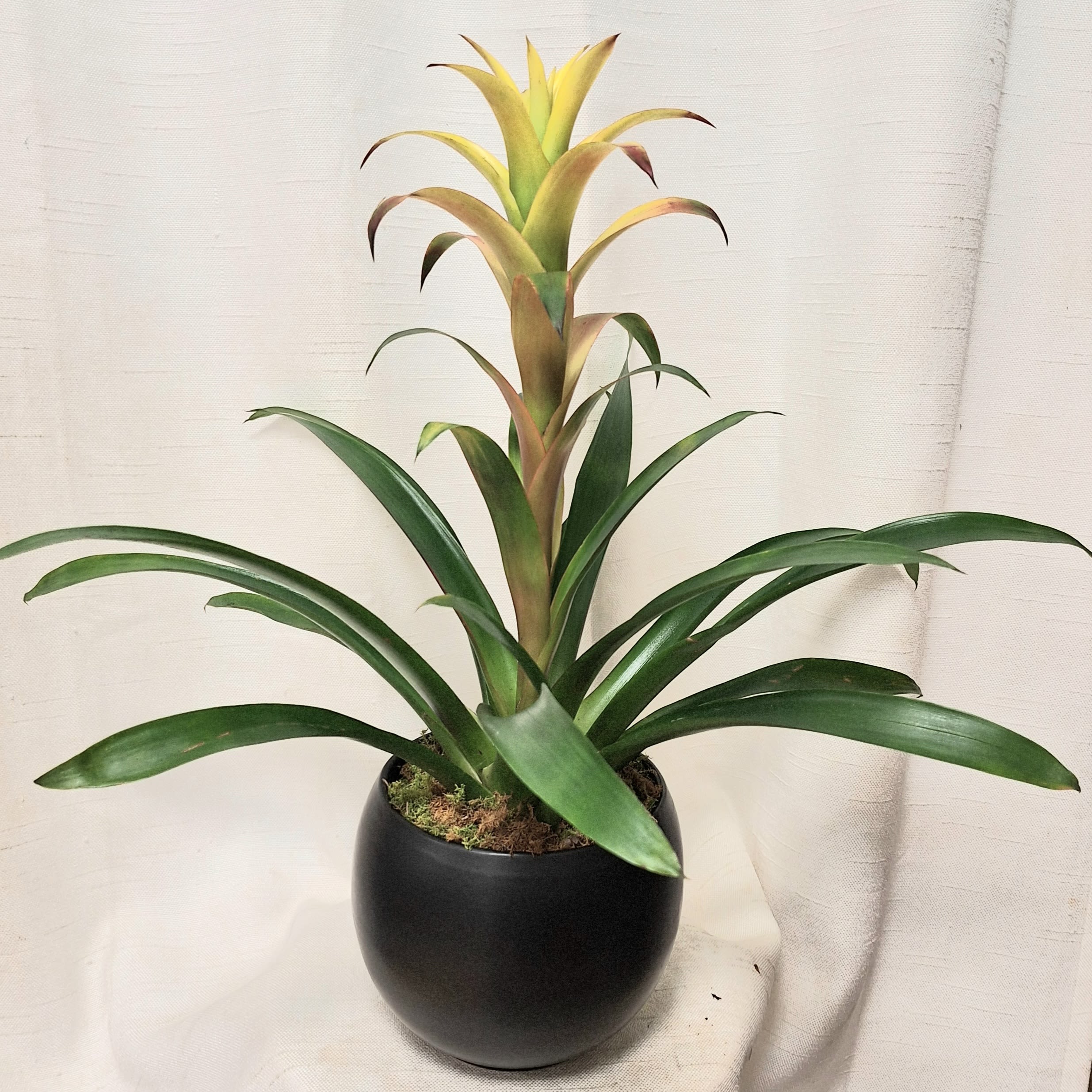 Potted tropical green plant with a yellow center in a round black container