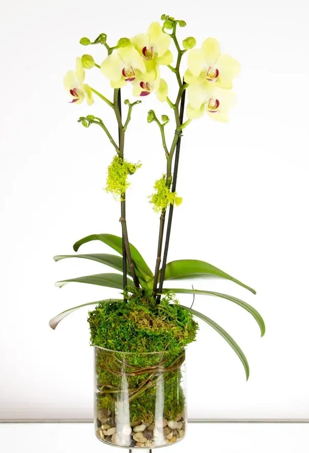 Potted yellow-green orchid in a clear glass vase with moss and pebbles.