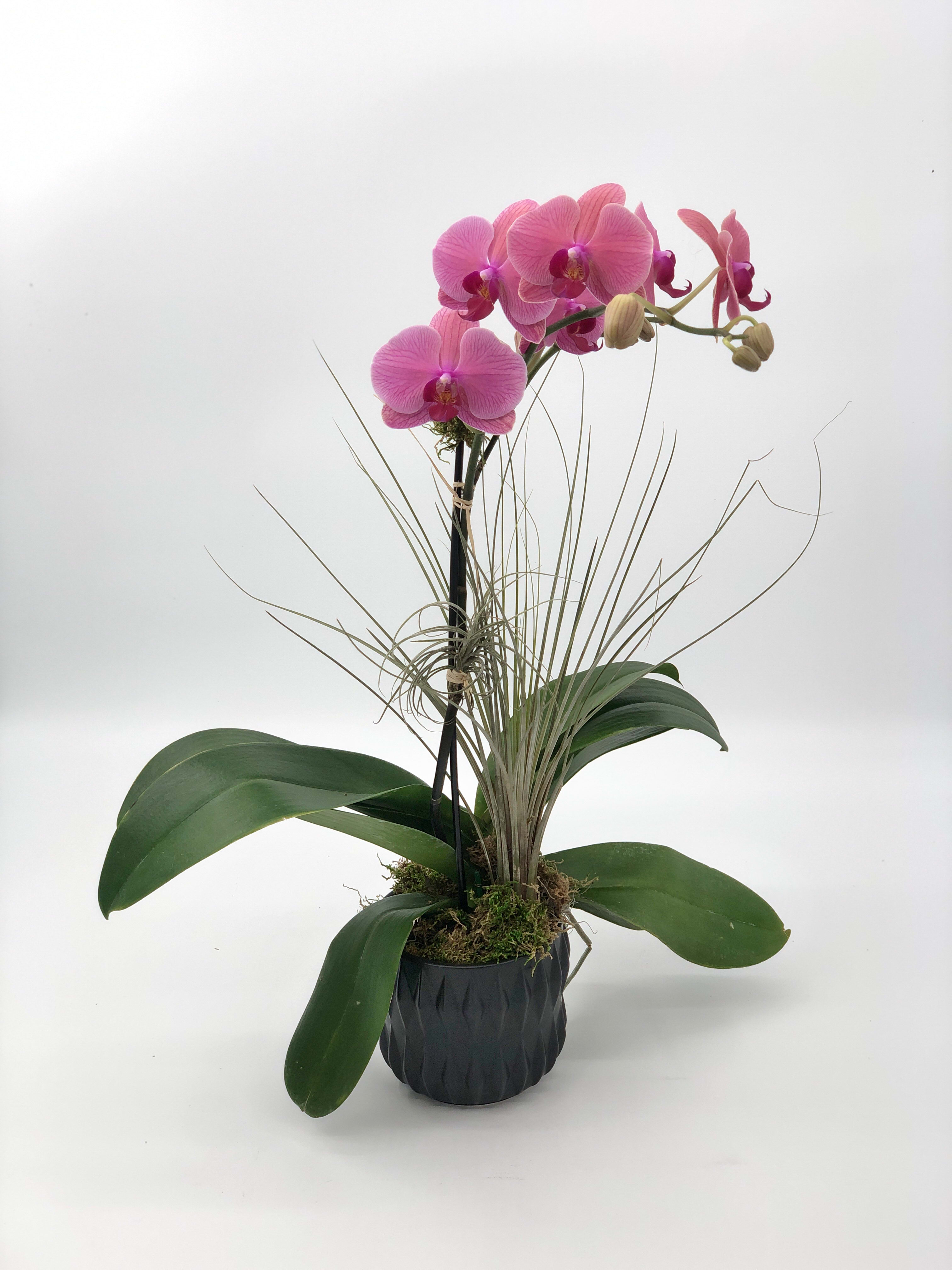 Phalaenopsis Orchid3 (BR) - Introducing the Pink Phalaenopsis Orchid, a graceful addition to your decor. Presented in a modern white or black ceramic container or clear glass vase, accompanied by an air plant and a touch of moss 